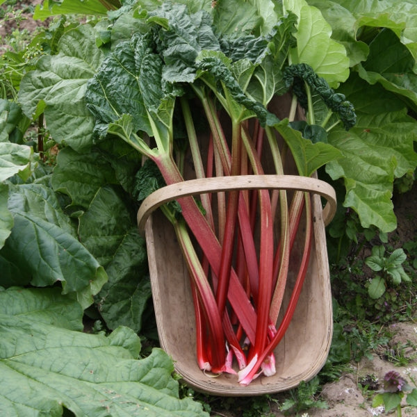 rhubarb victoria