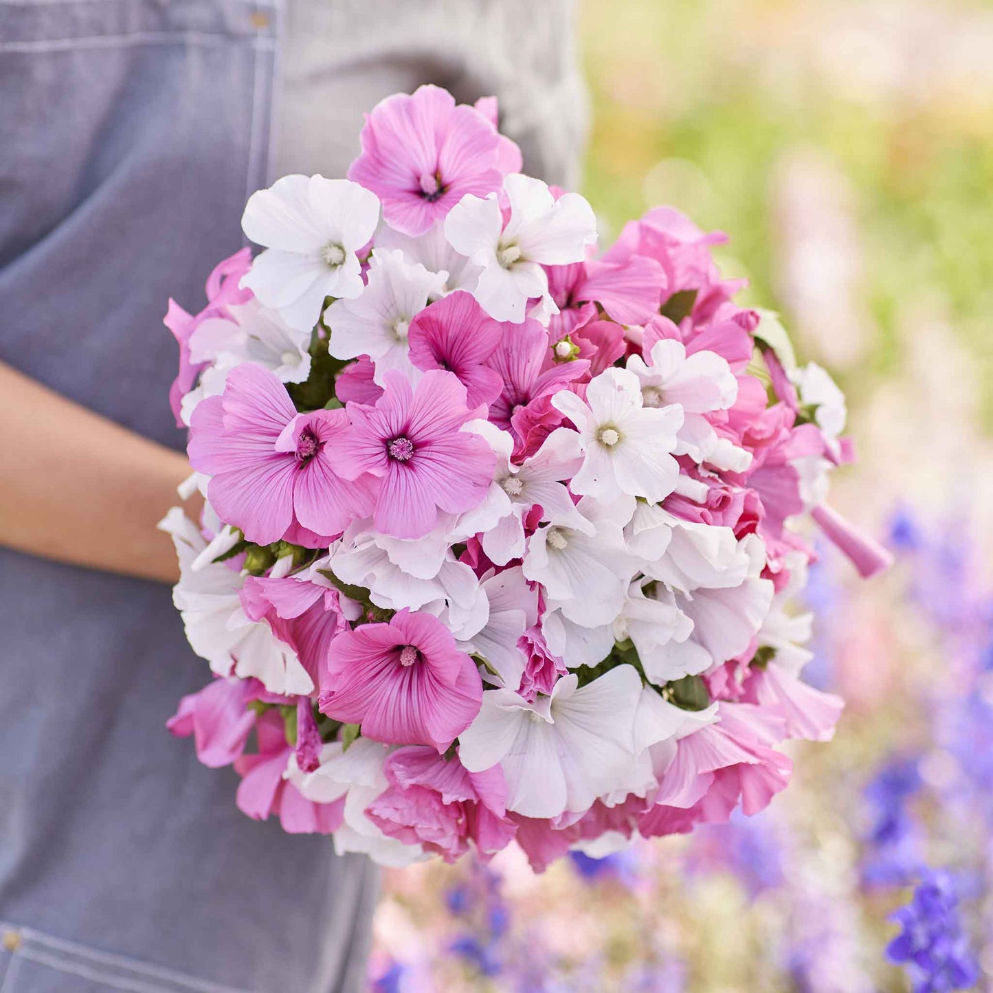 rose mallow mix