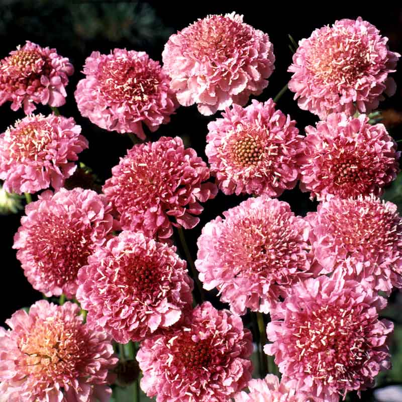 scabiosa salmon queen