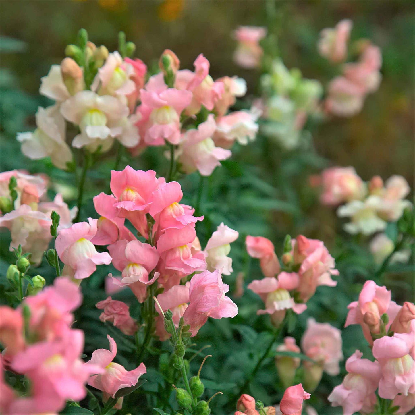 snapdragon appleblossom