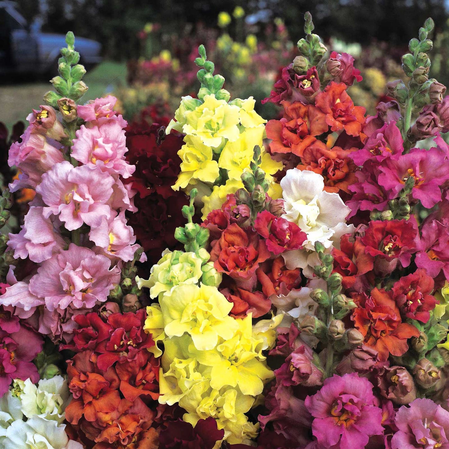 snapdragon madam butterfly mix