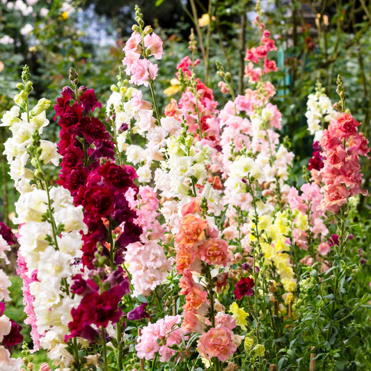 snapdragon madam butterfly mix
