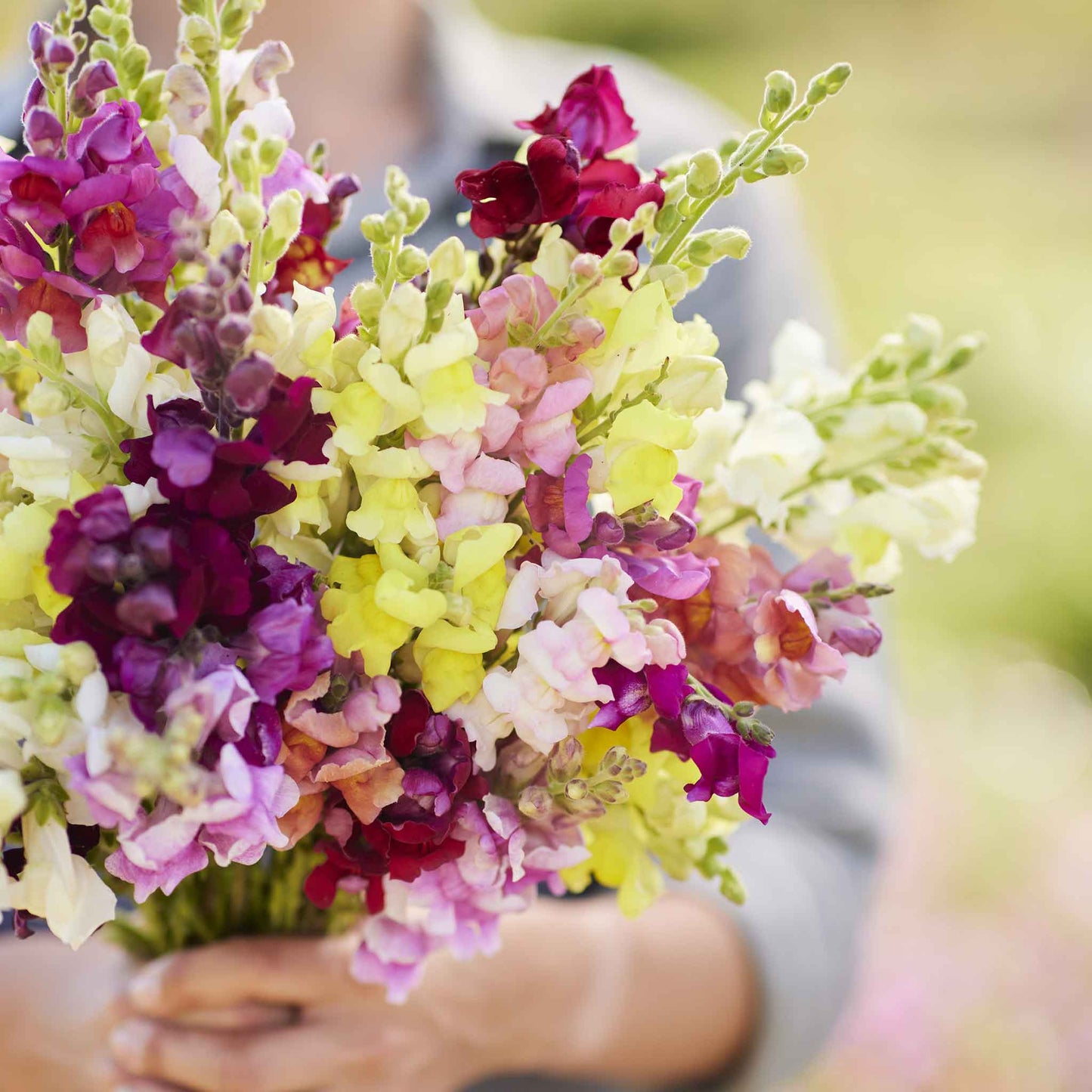 snapdragon magic carpet mix