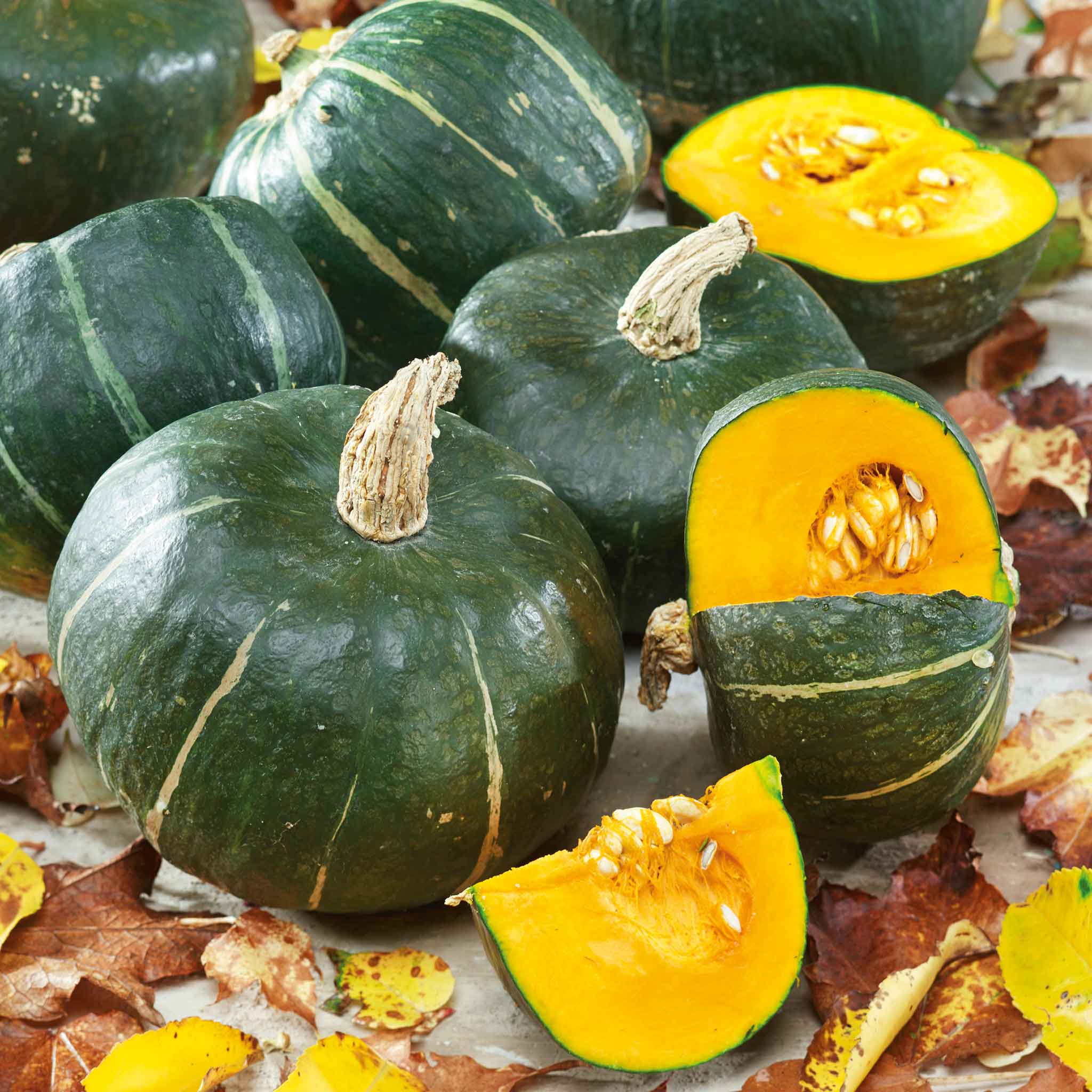 burgess seed and plants Bulk Squash (Winter) Seeds - Burgess Buttercup