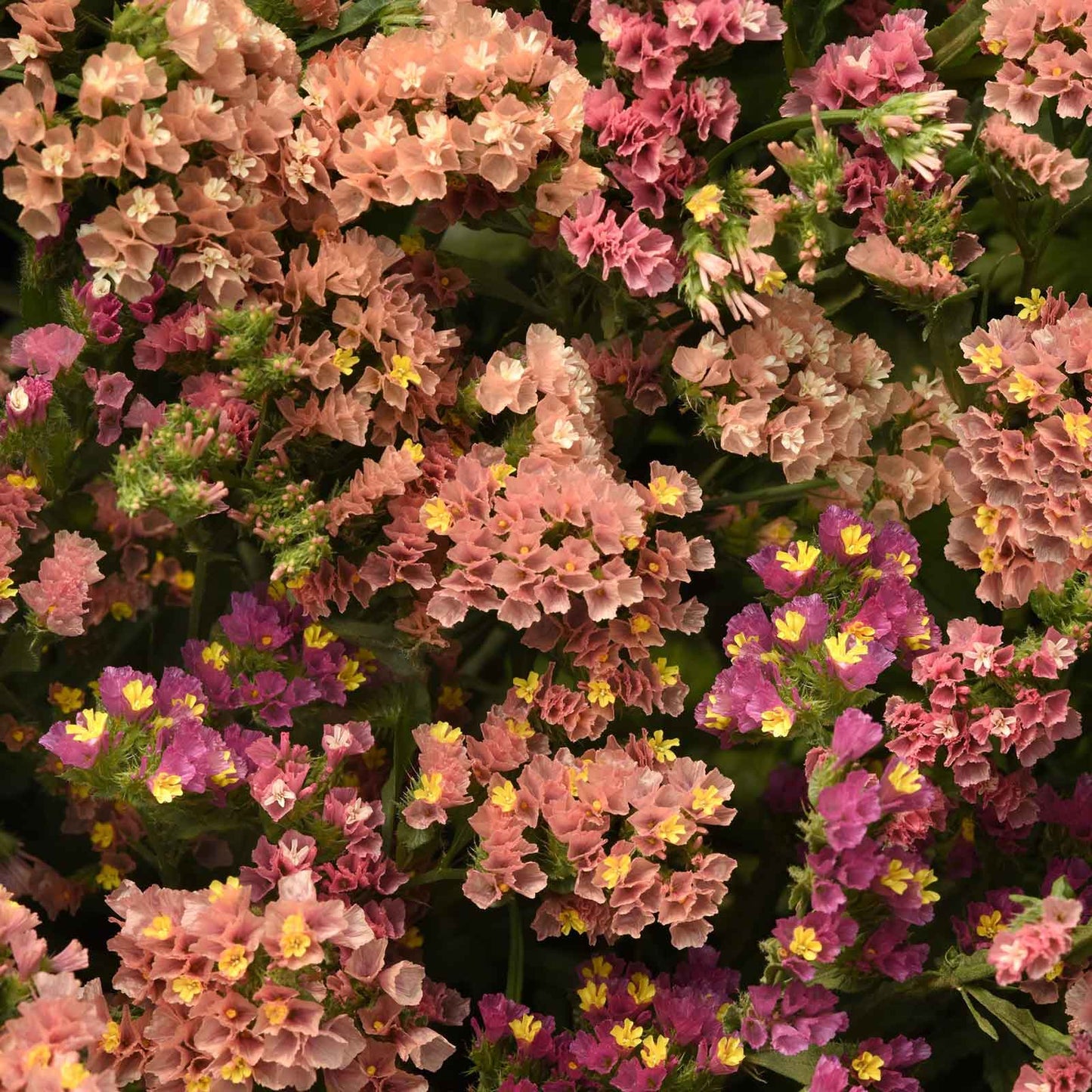 A close-up of qis apricot statice flowers in full bloom.