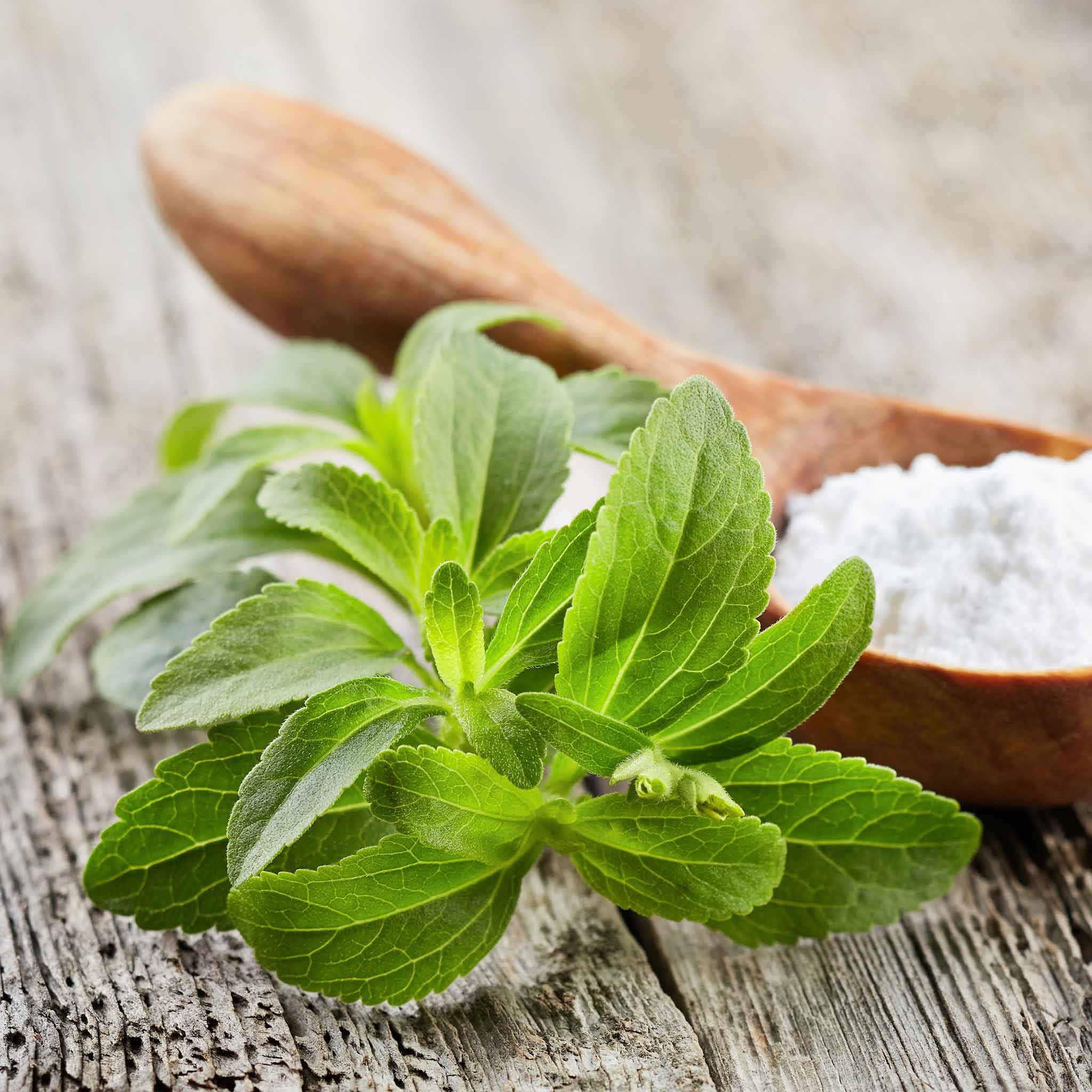 stevia sugar plant seeds Stevia Seeds - Sweetie Star | Herb Seeds