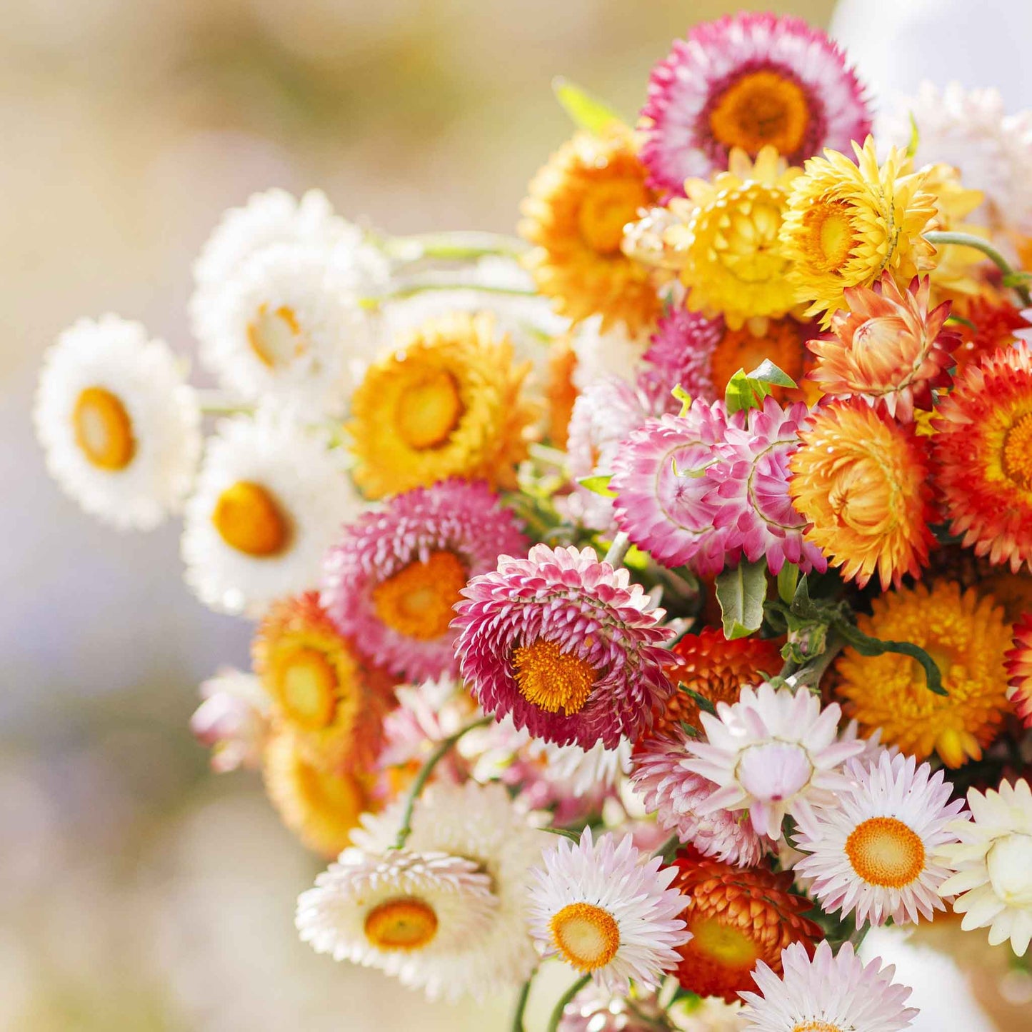 strawflower swiss giant mix