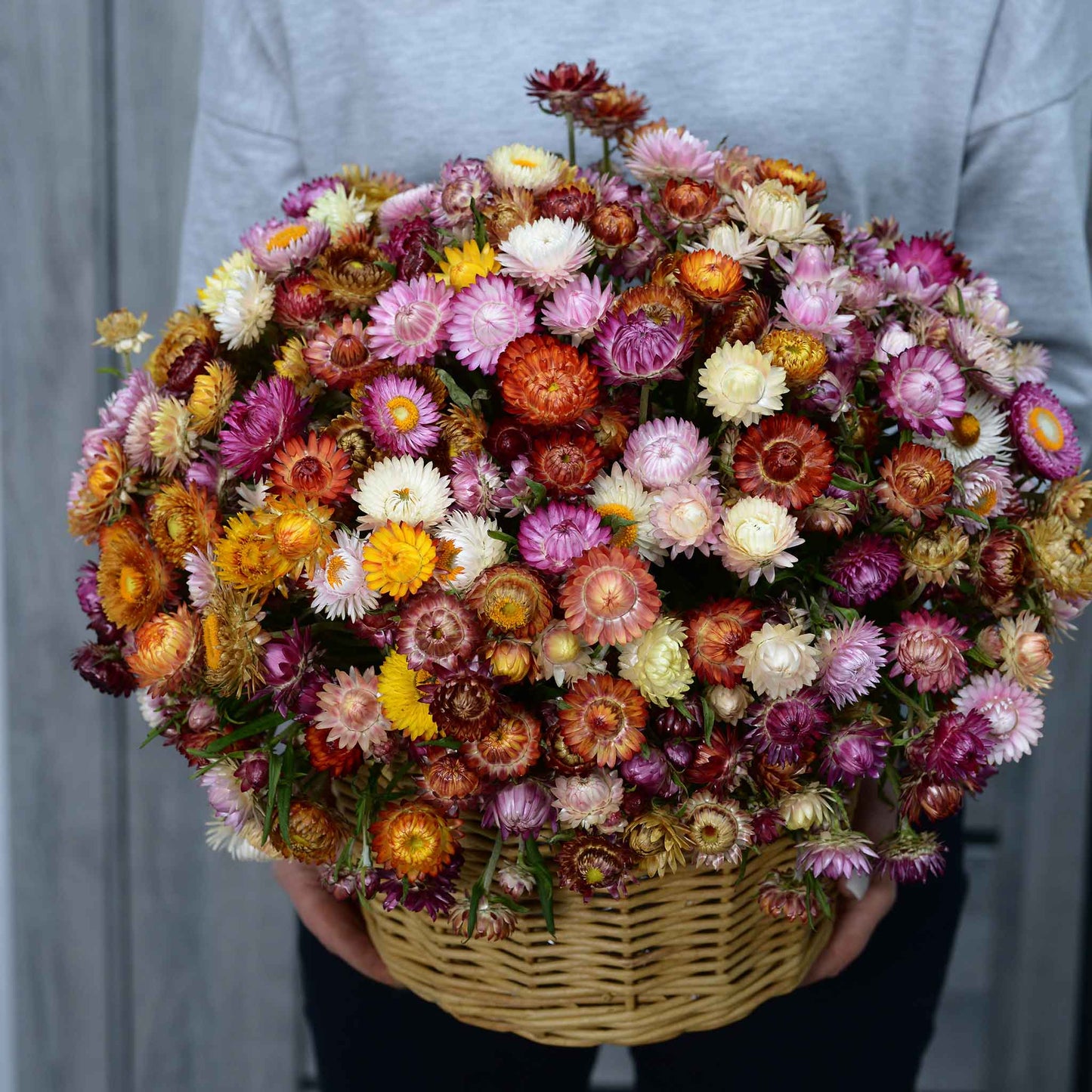 strawflower swiss giant mix