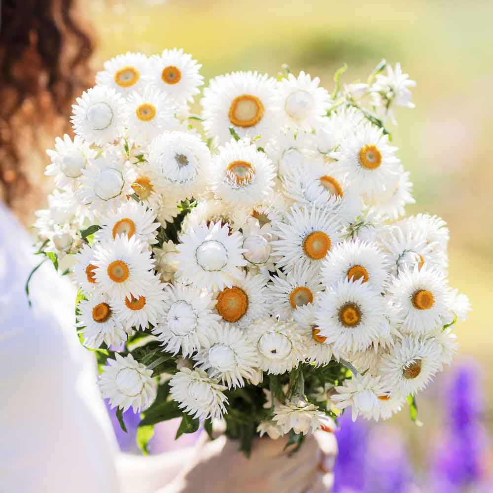 strawflower white