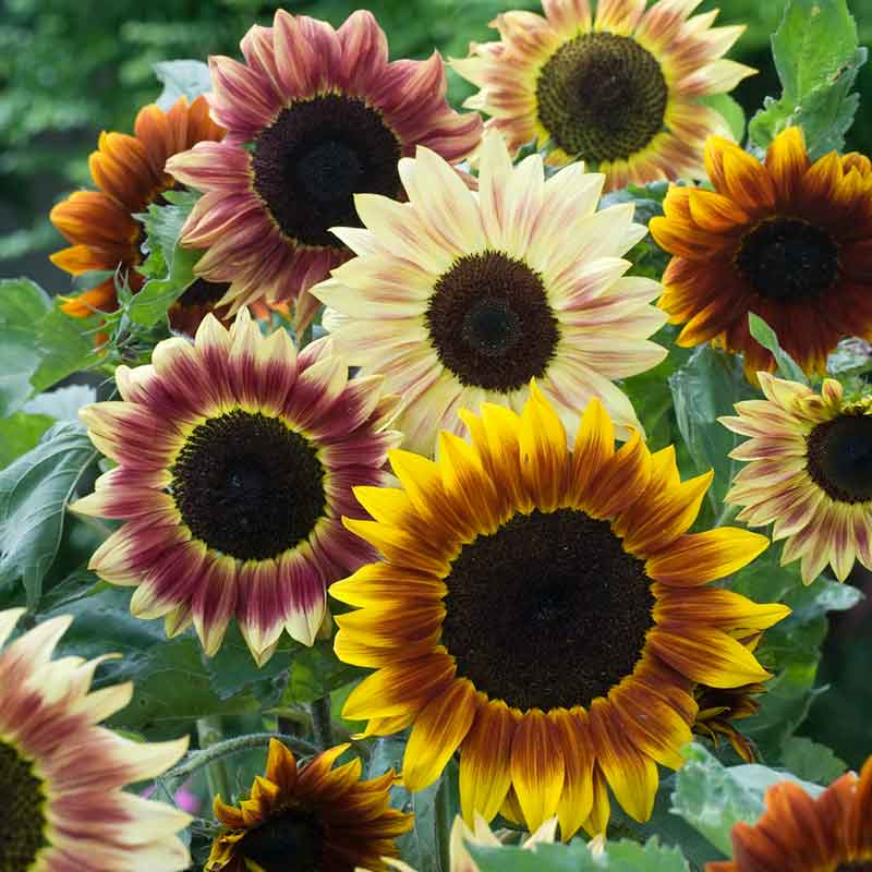 bulk sunflower planting seeds Bulk Sunflower Seeds - Evening Colors