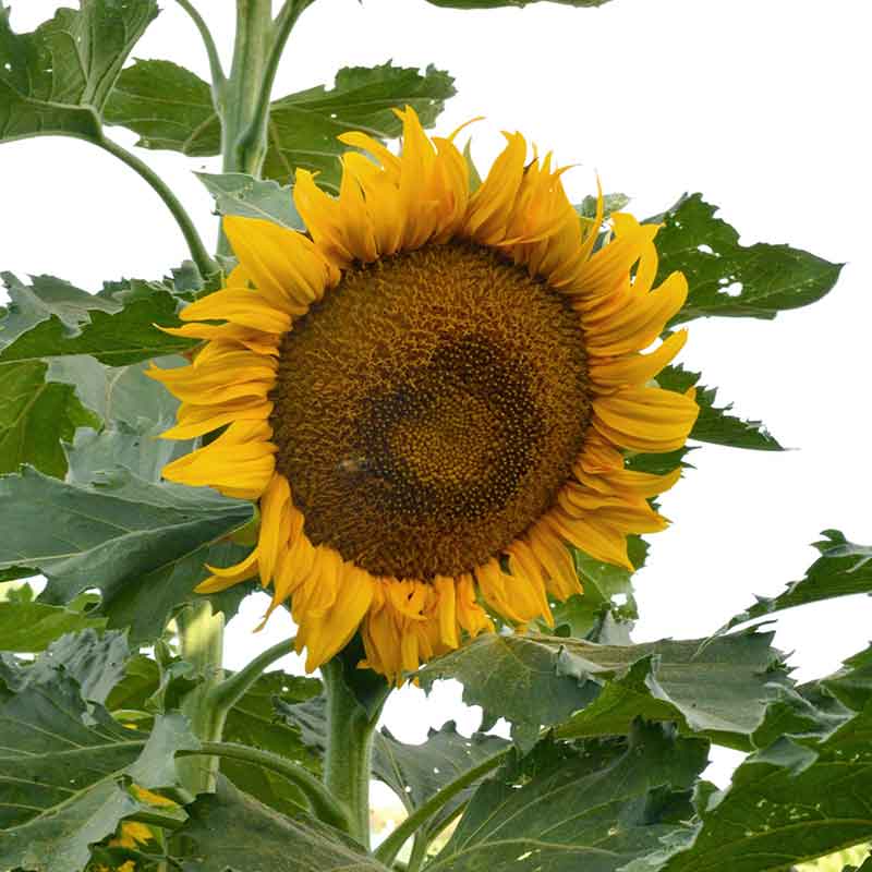 free sunflower seeds to plant Bulk Sunflower Seeds (Dwarf) - Incredible