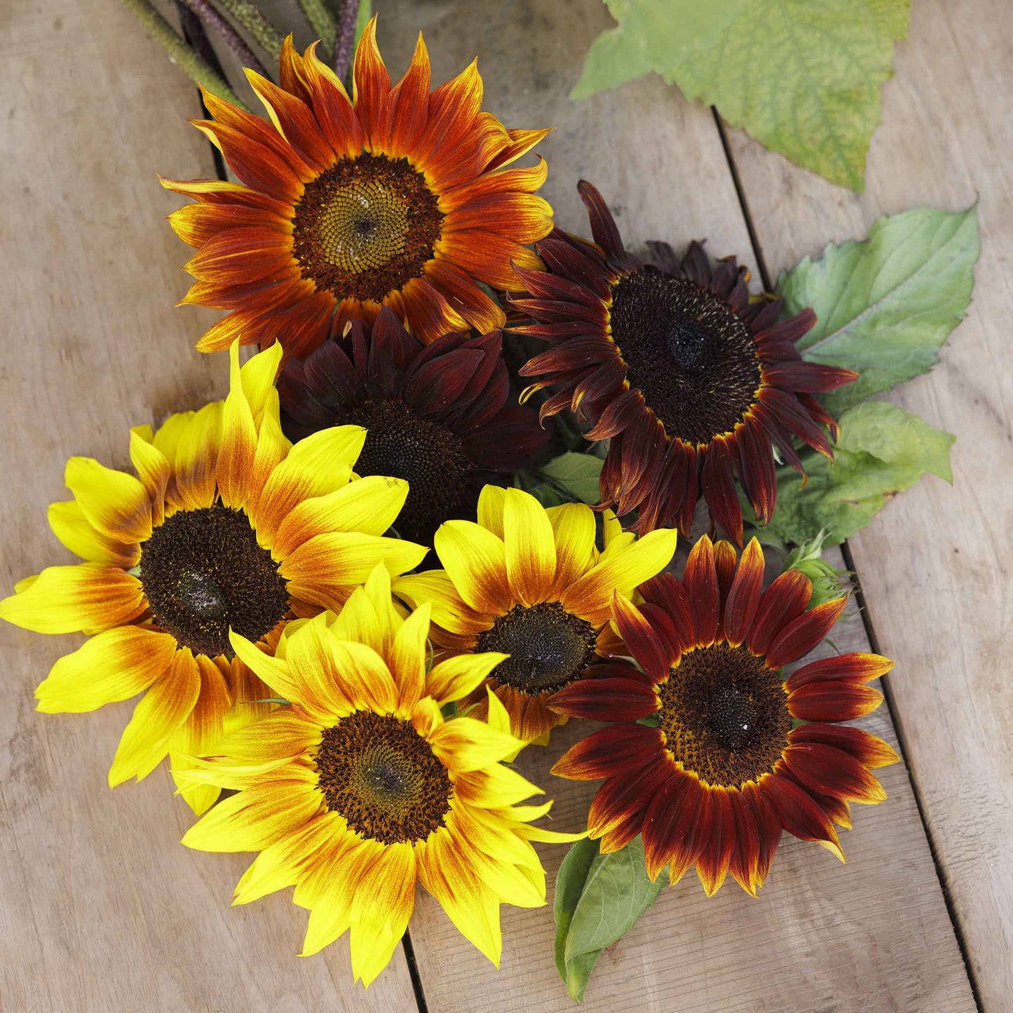 sunflower magic roundabout