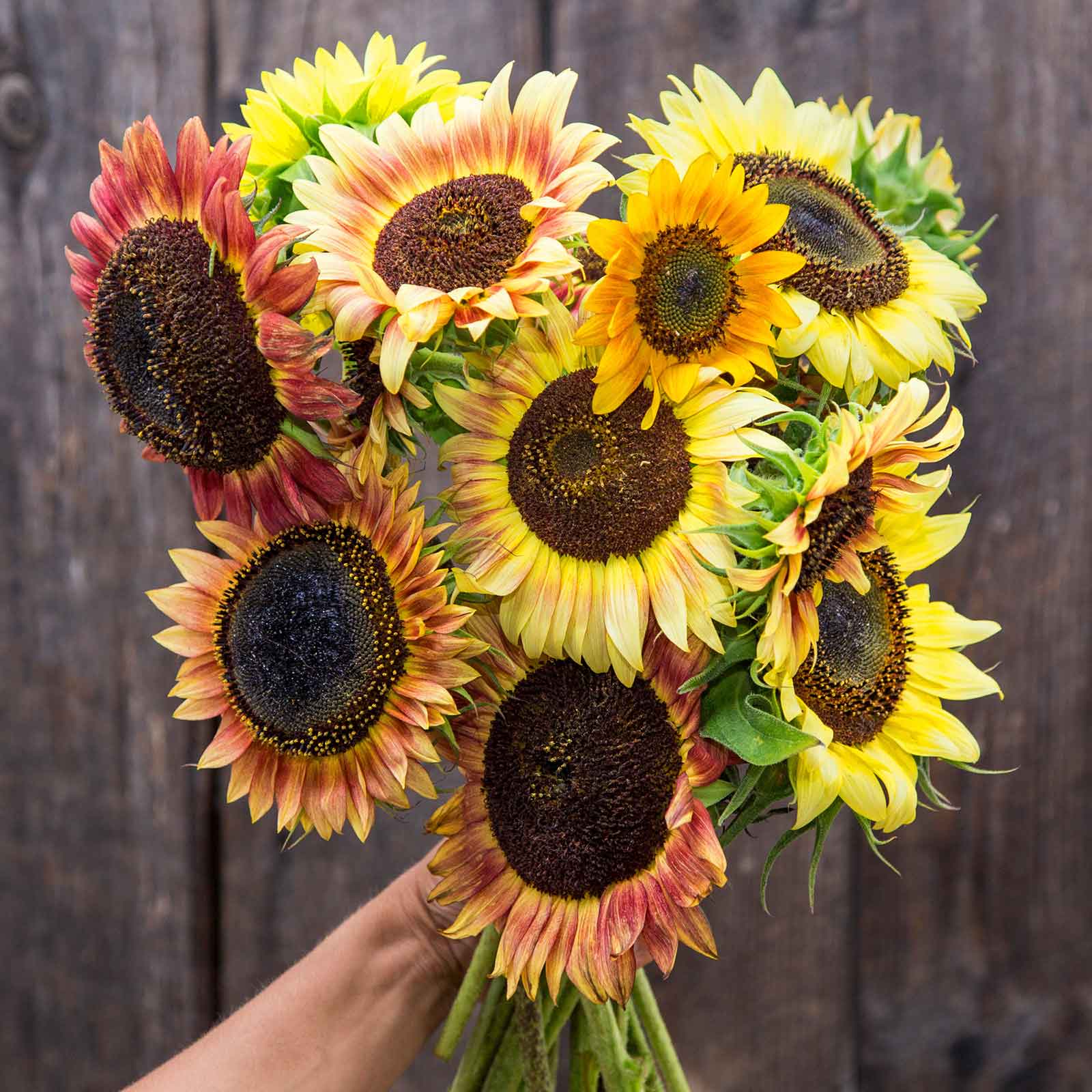 sunflower seeds in bulk to plant Bulk Sunflower Seeds (Organic) - Evening Colors