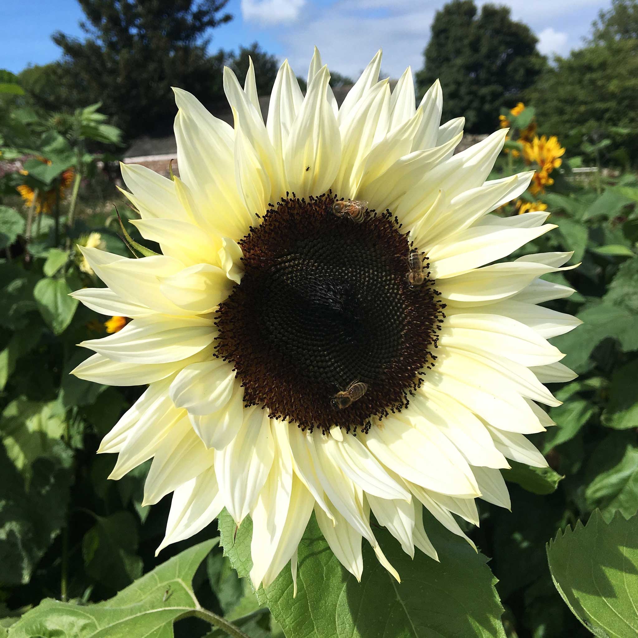 pro cut flower seeds Sunflower ProCut White Nite | Flower Seeds in Packets & Bulk