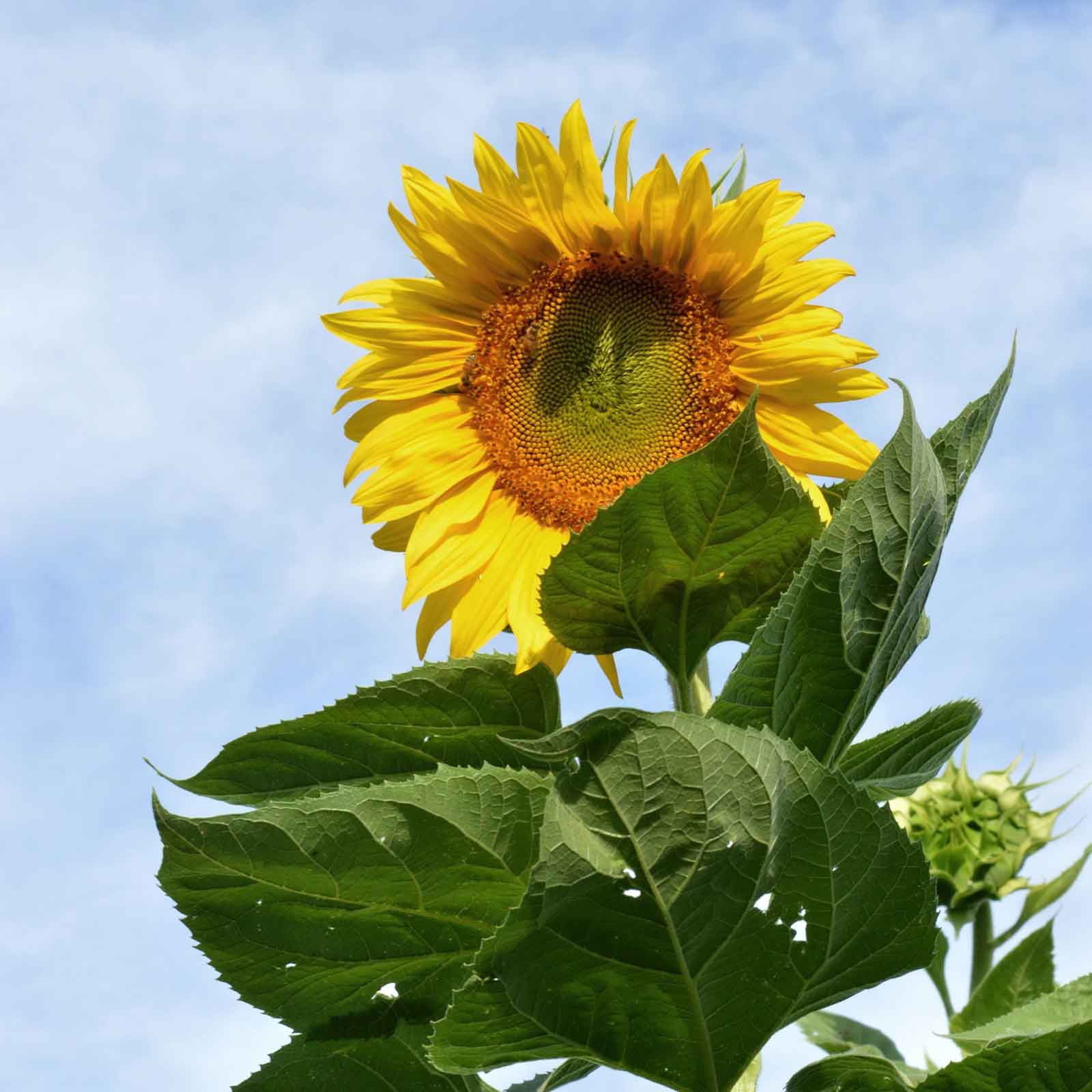 bulk sunflower seeds for planting near me Bulk Sunflower Seeds - Skyscraper