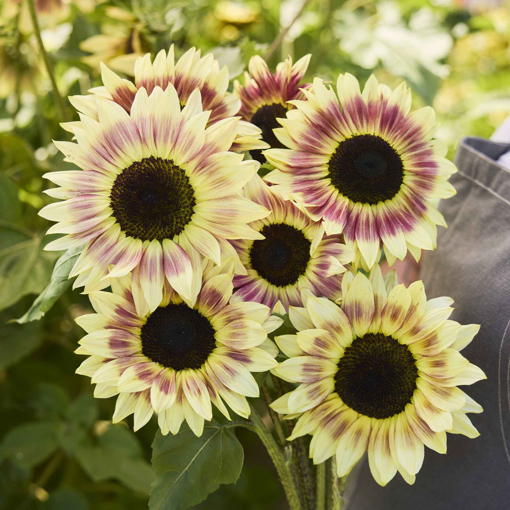 strawberry blonde sunflower seeds Bulk Sunflower Seeds - Summer Lovin F1