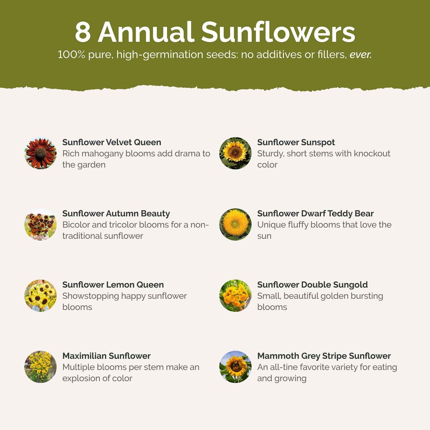 sunny contents
