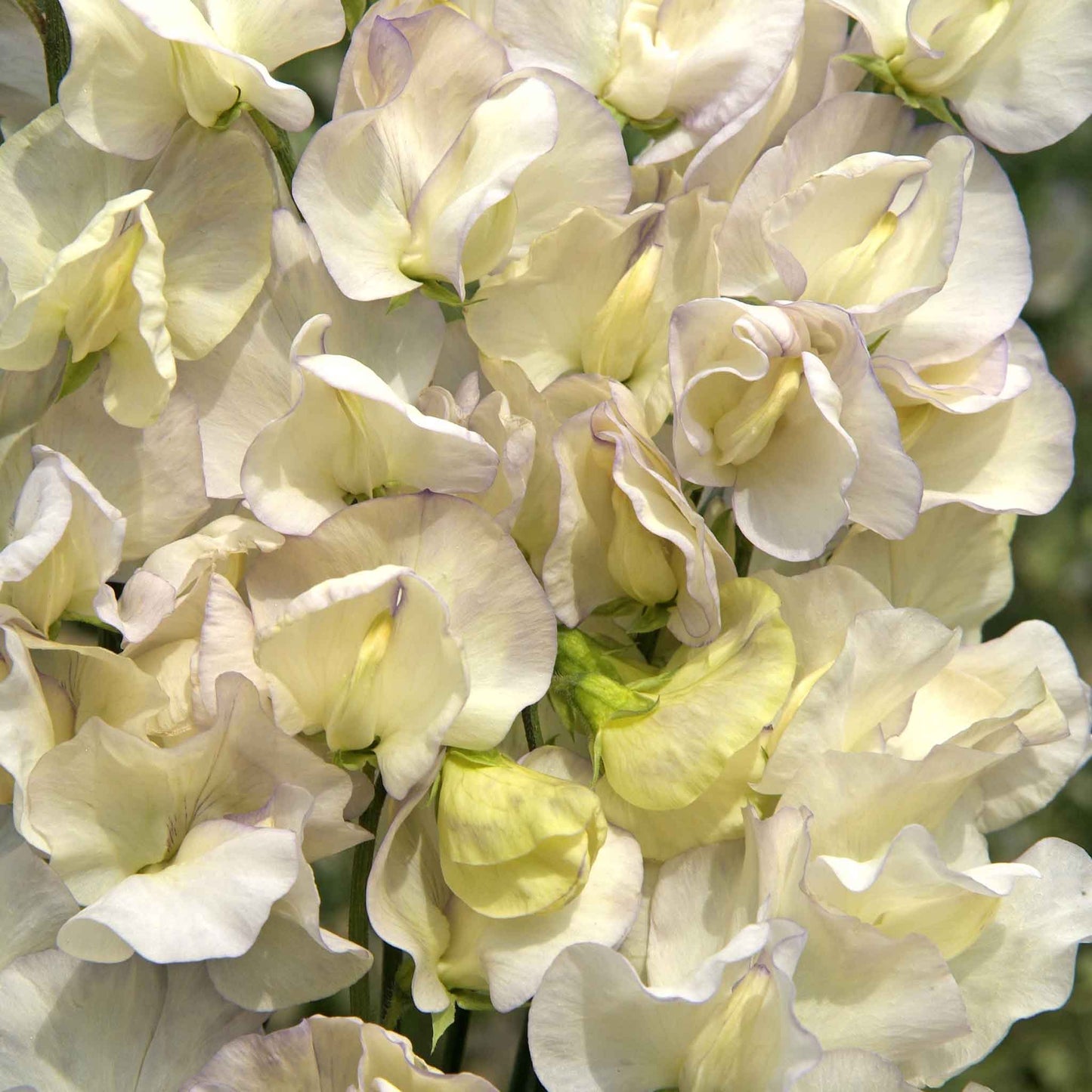 sweet pea old times