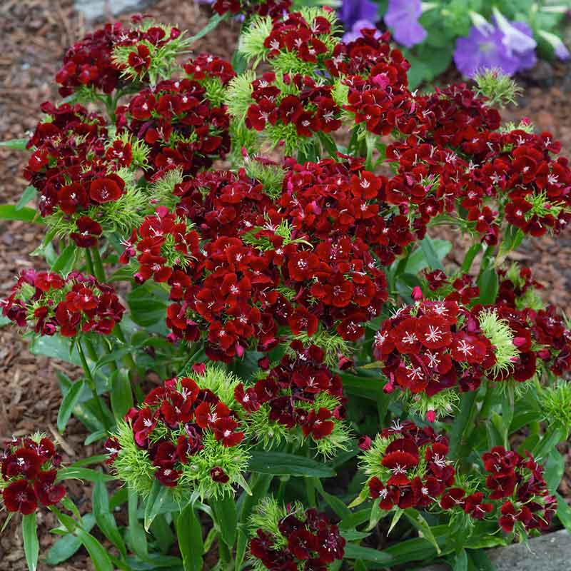dianthus flower seeds Bulk Sweet William Seeds - Dunetti