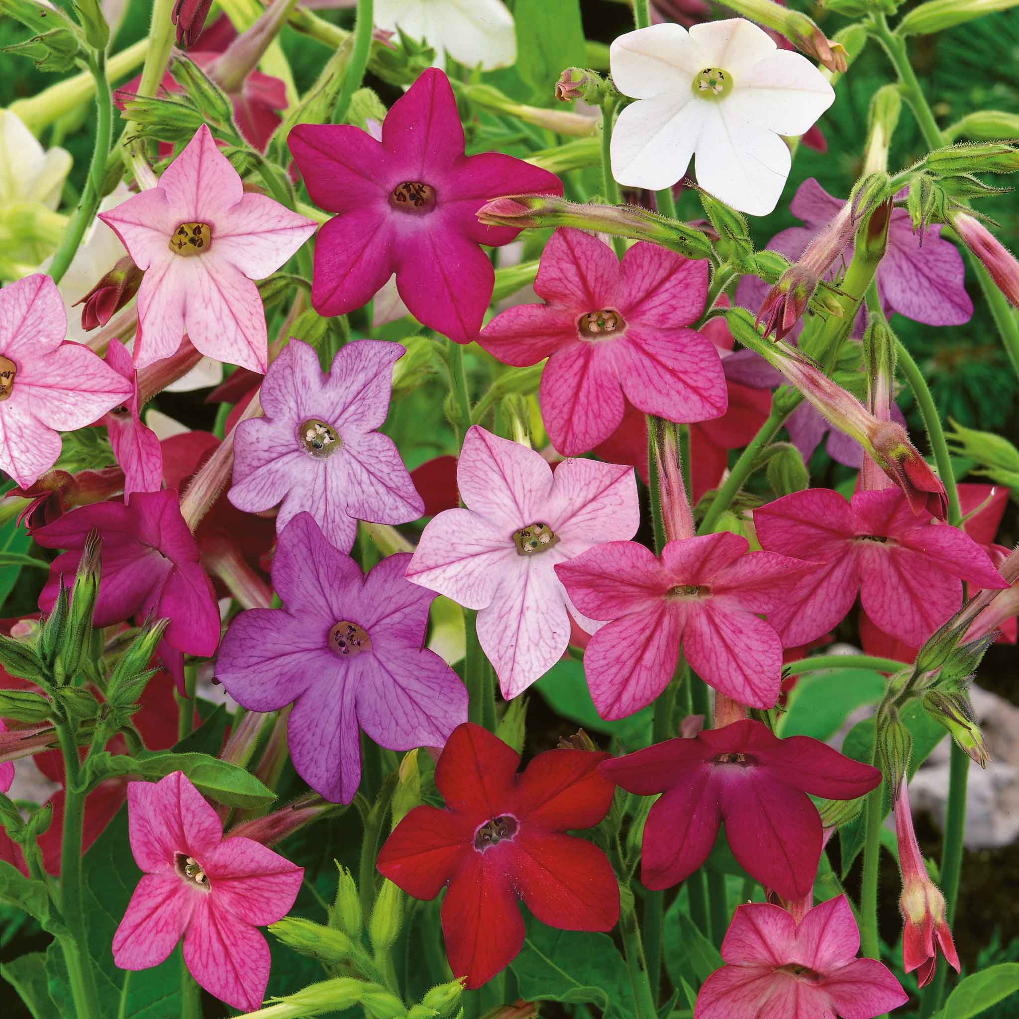 origin of tobacco plant The tobacco plant, what are the best leaves? origin of tobacco plant The tobacco plant, what are the best leaves?
