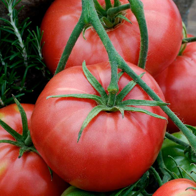 tomato brandywine red rl | copyright: Floramedia UK Ltd