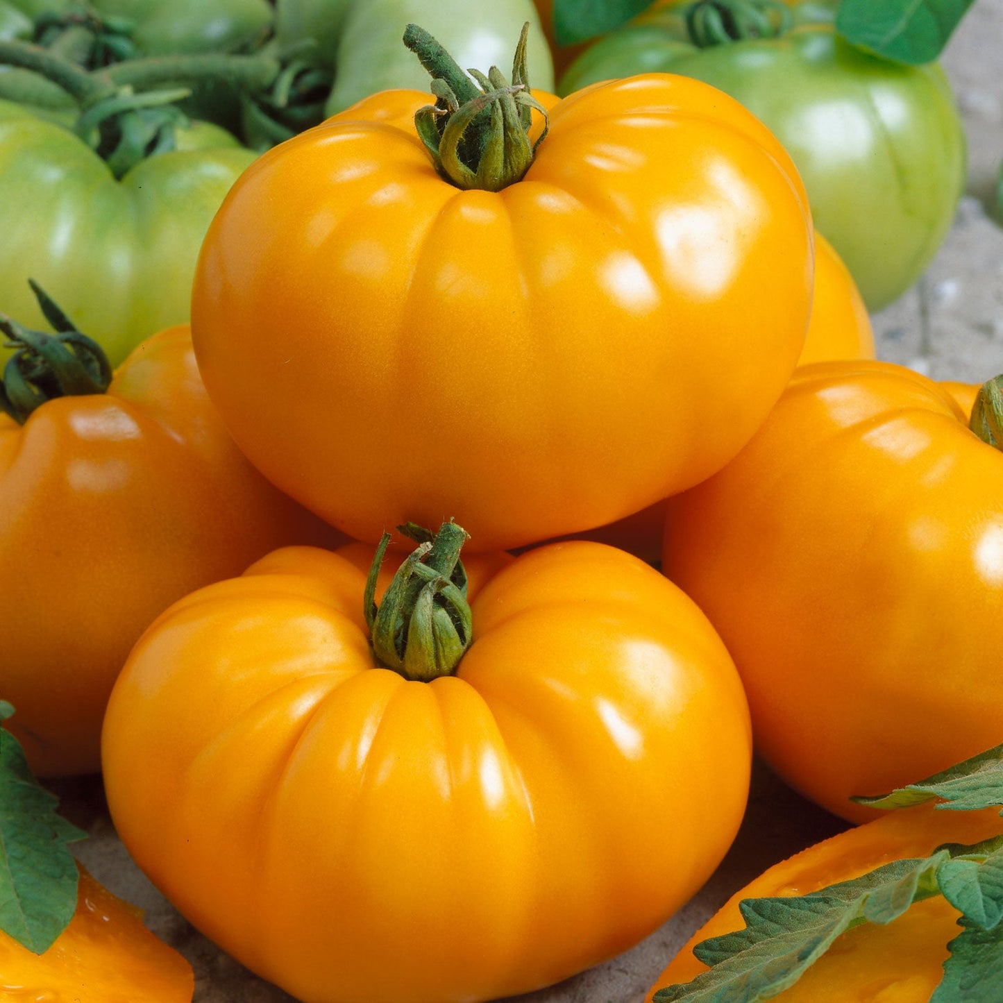 tomato chefs choice orange f1