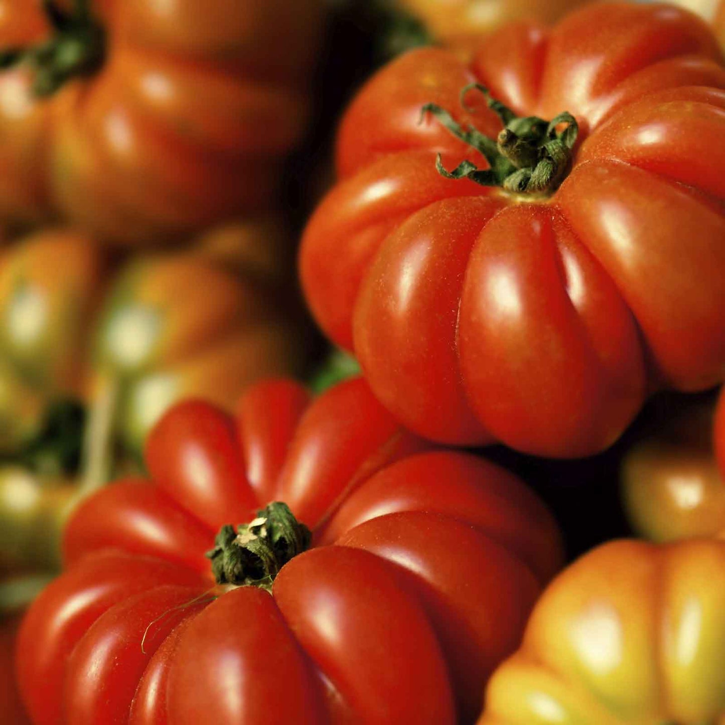tomato costolutu genovese