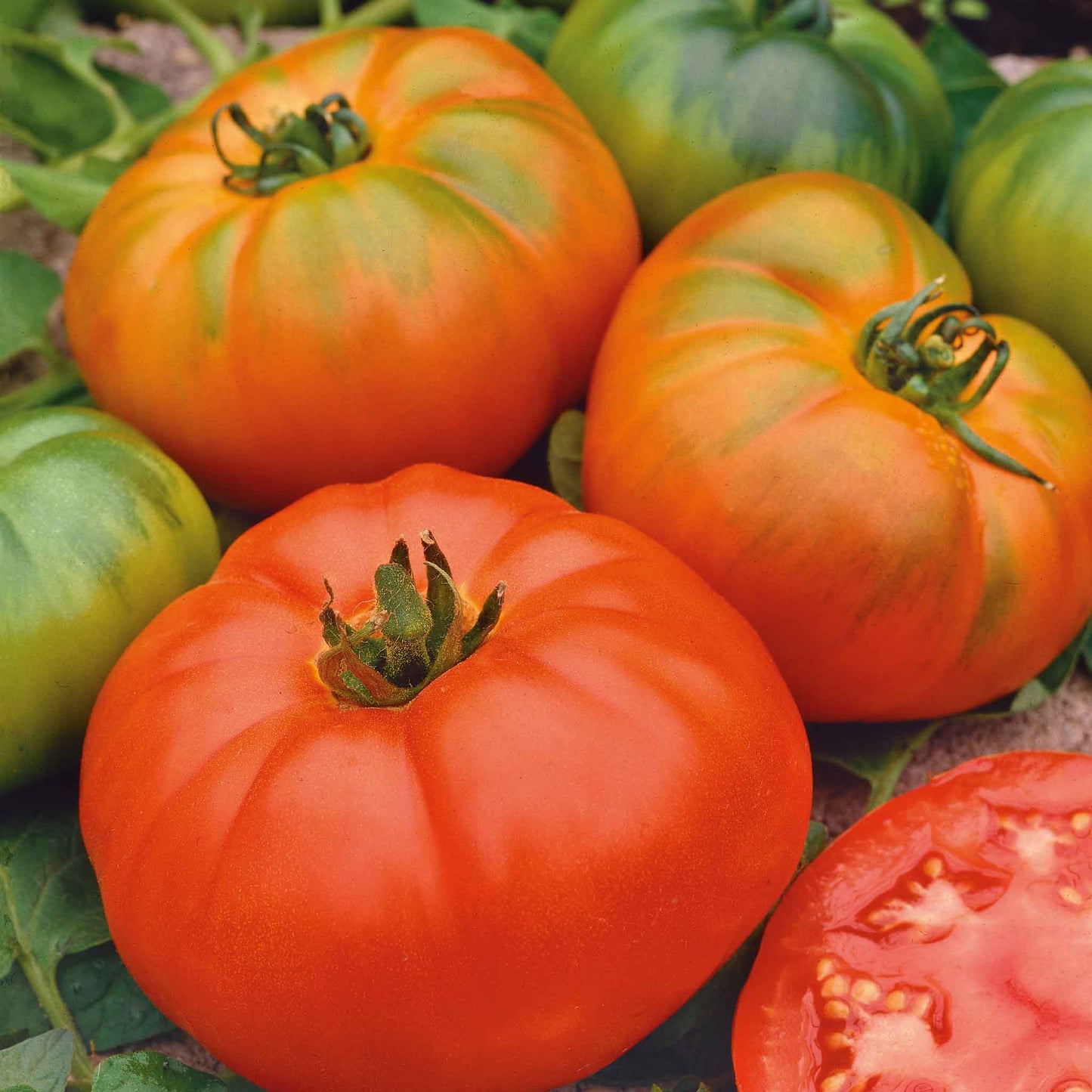 A ripe red Marmande VF tomato, slightly ribbed, with a green stem and hints of green on the top.