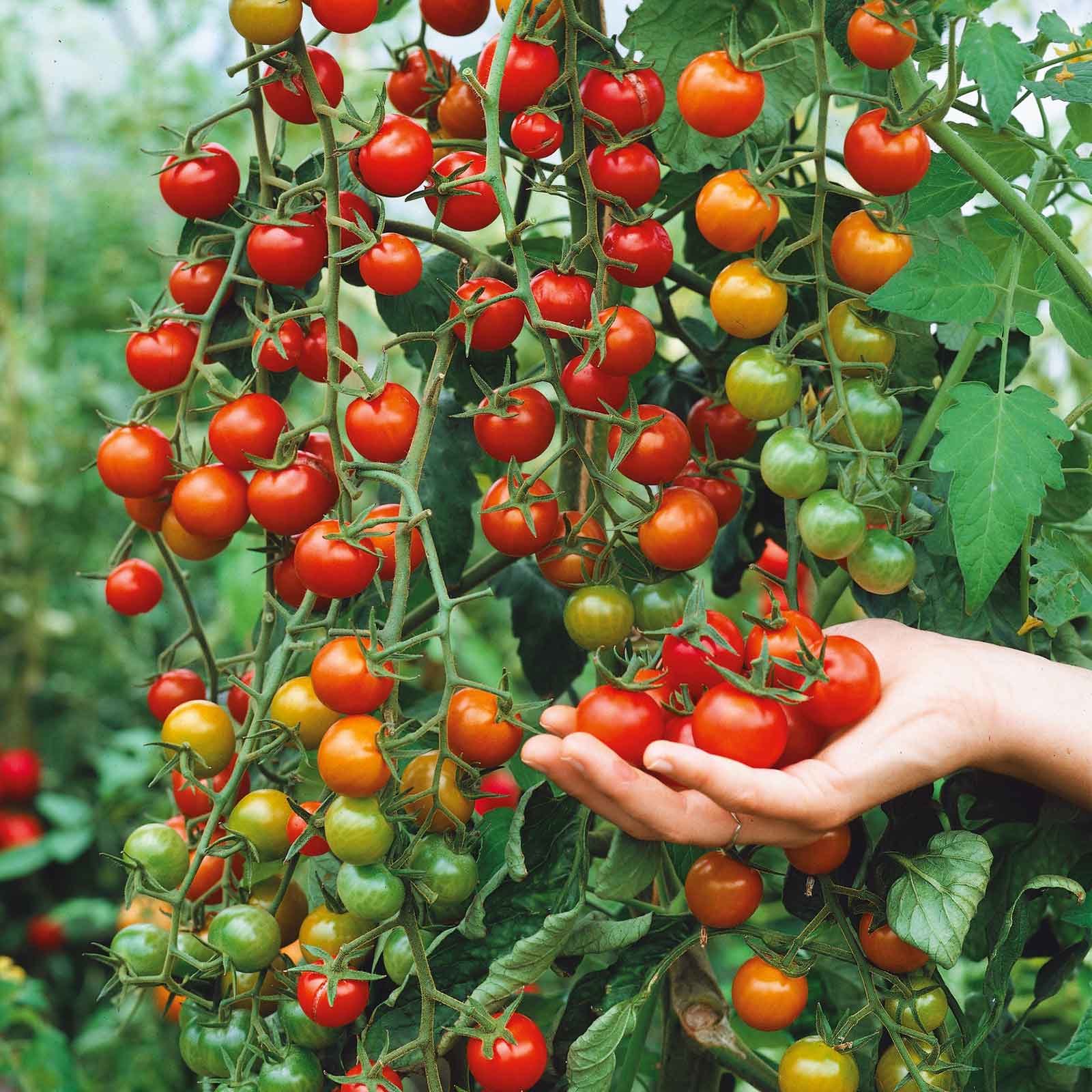 100 cherry tomato sweet super plant supersweet tomatoes growing Tomato plant sweet 100