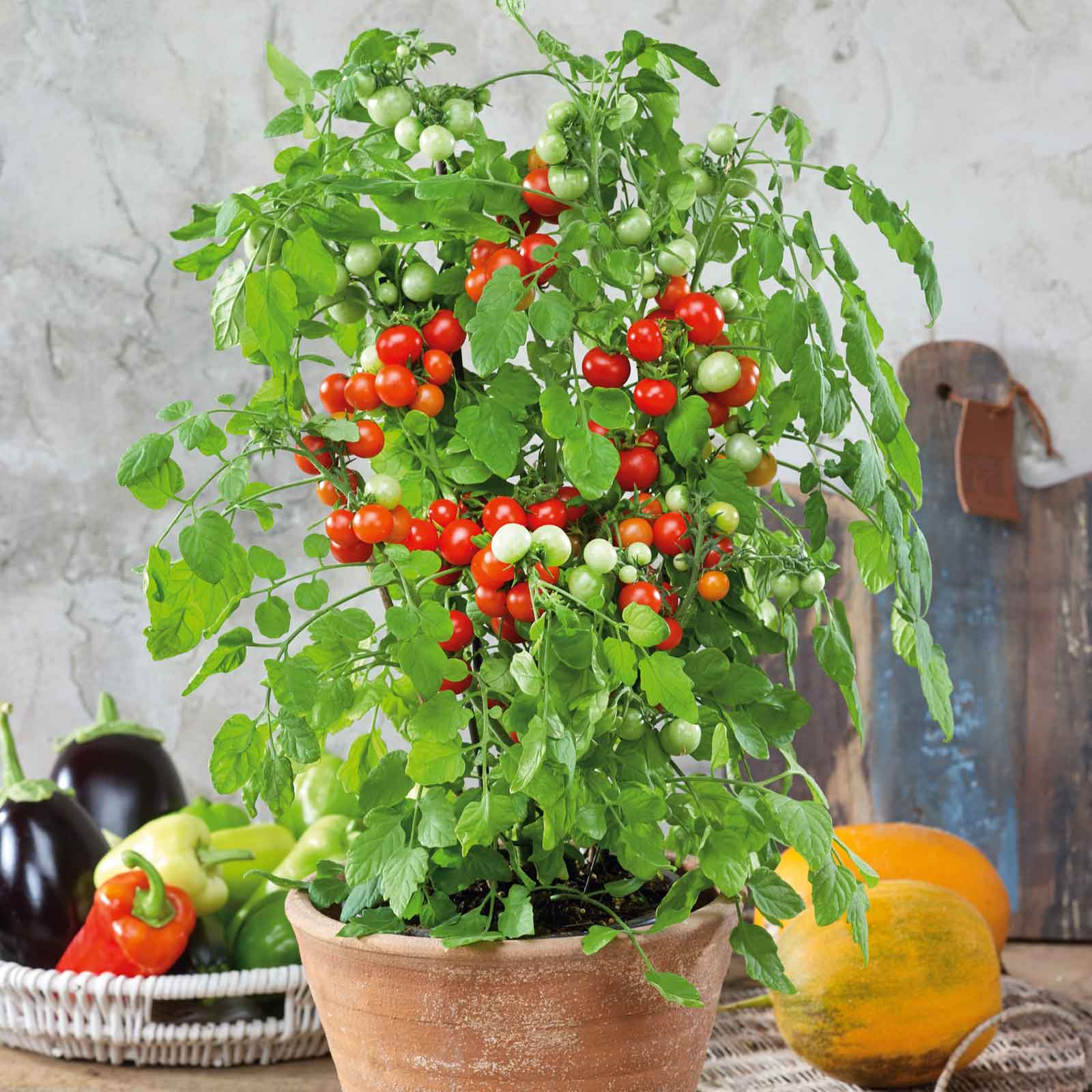 tomato seeds plant Tomato Seeds - Tidy Treats | Vegetable Seeds in Packets & Bulk