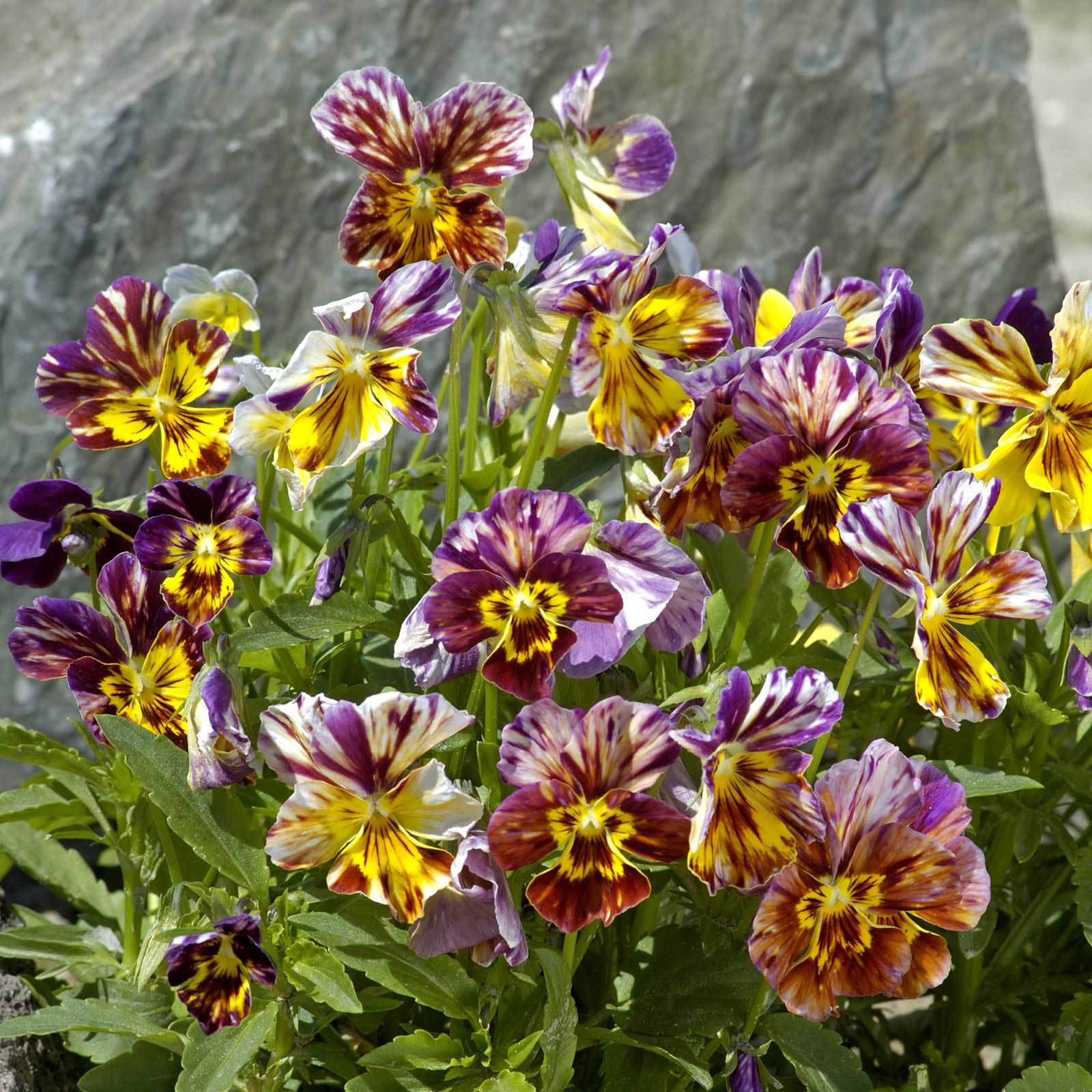 viola seeds planting Bulk Viola Seeds - Brush Strokes