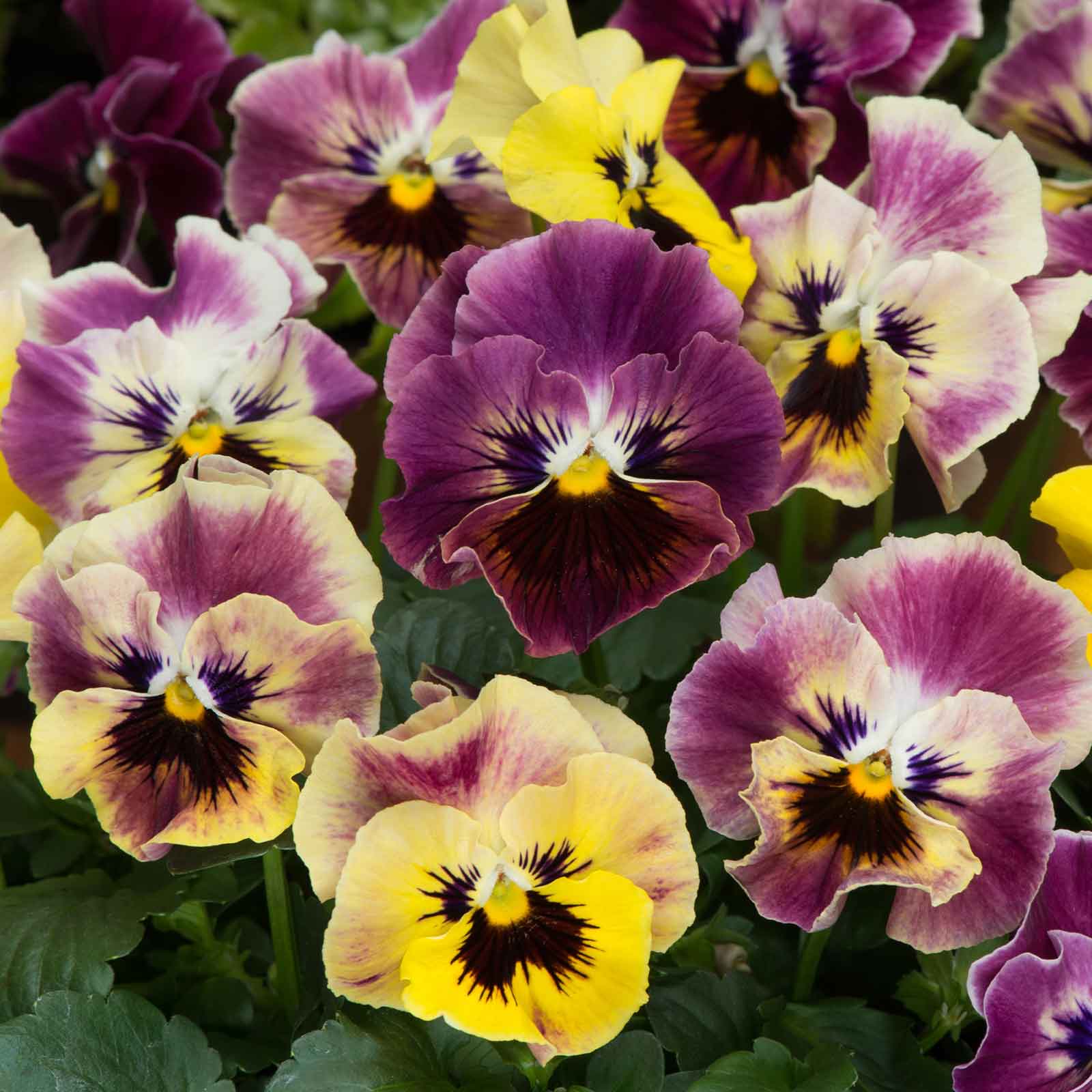 viola seeds from plant Bulk Viola Seeds - Frizzle Sizzle Mini Tapestry | Flower Seeds