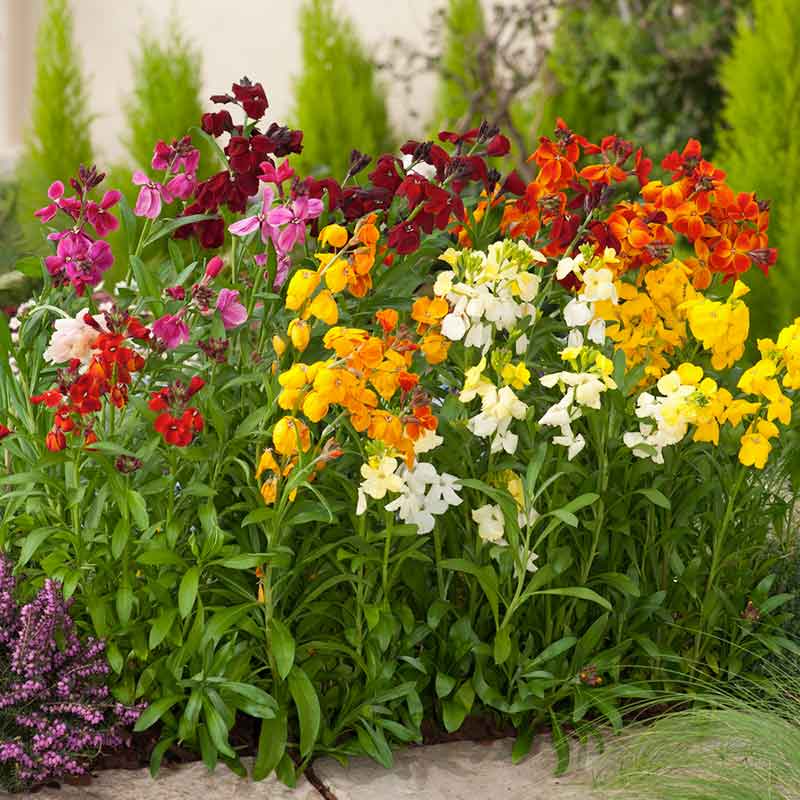 english garden seed mix Bulk Wallflower Seeds - Fair Lady Mix