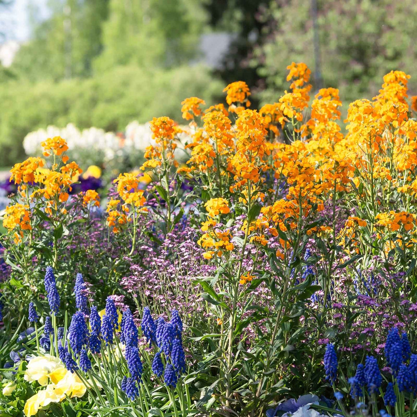siberian wallflower