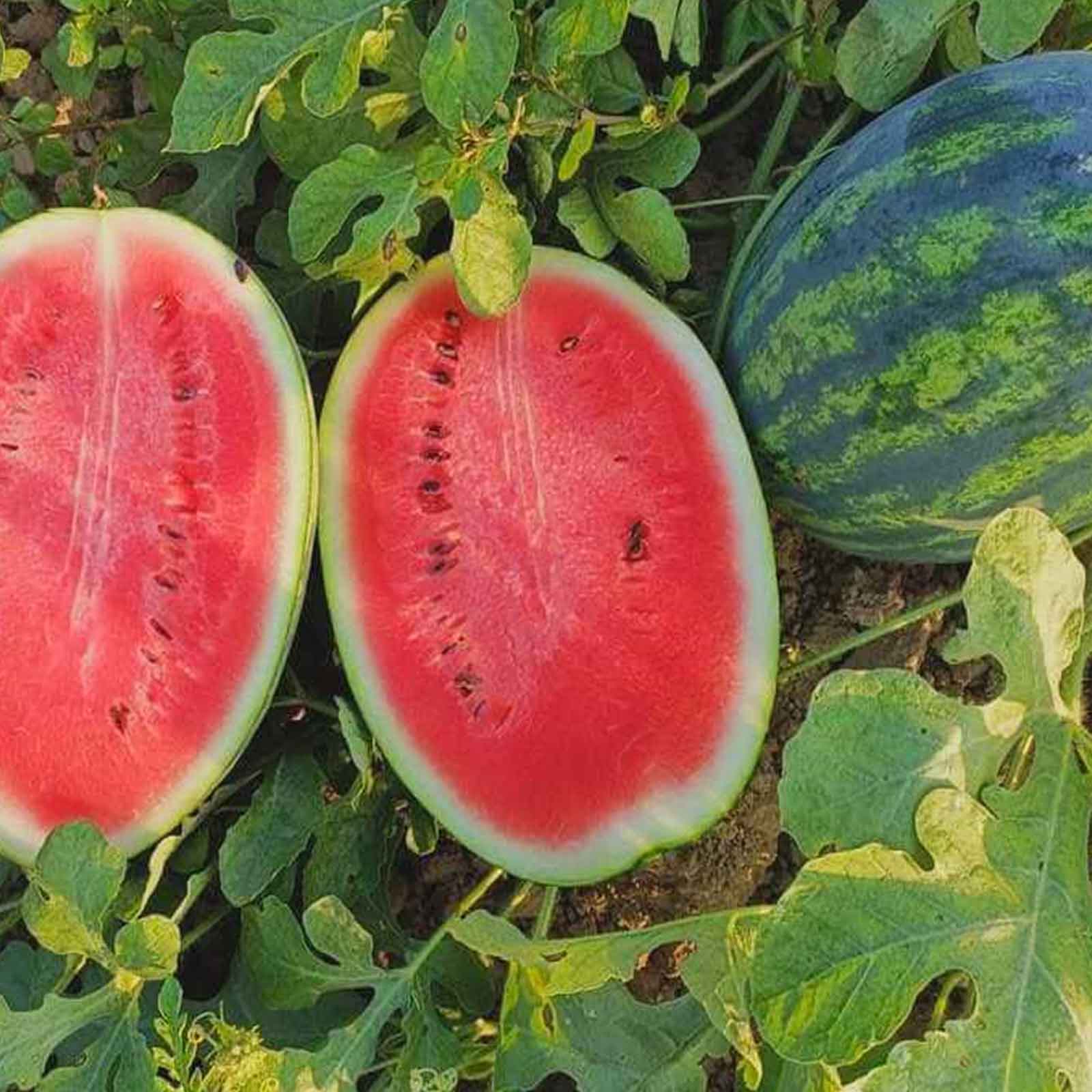 plant watermelon seeds Bulk Watermelon Seeds - All Sweet