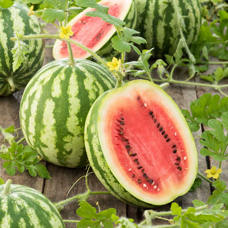 watermelon seed plant Bulk Watermelon Seeds - Crimson Sweet