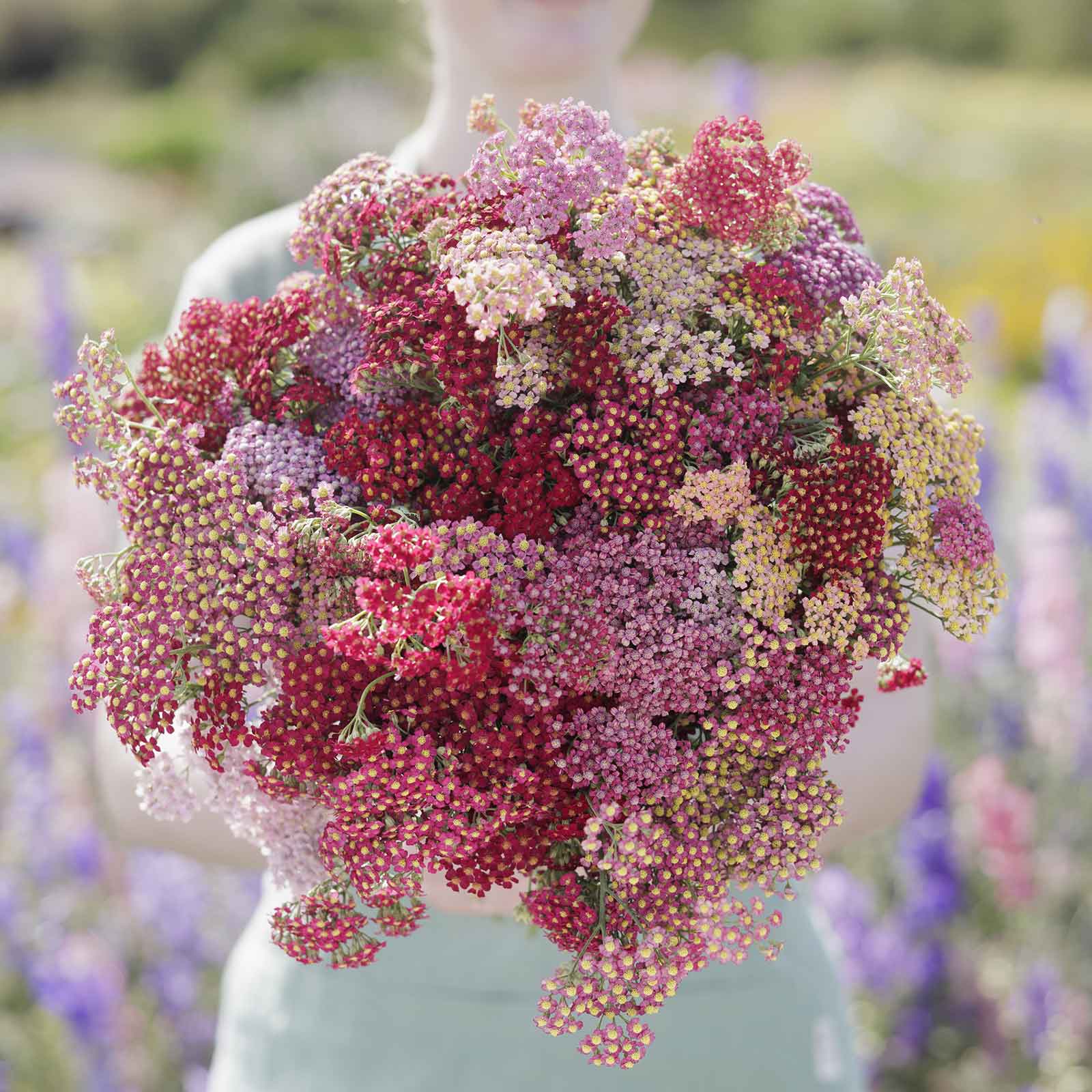 yarrow flower seeds Bulk Yarrow Seeds - Summer Berries