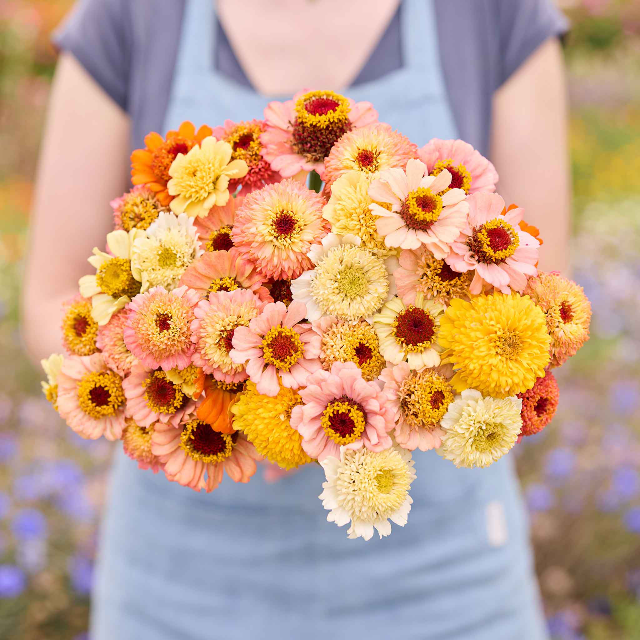 Bulk Zinnia Seeds - Cresto! Peaches and Cream | Bulk Seed Store