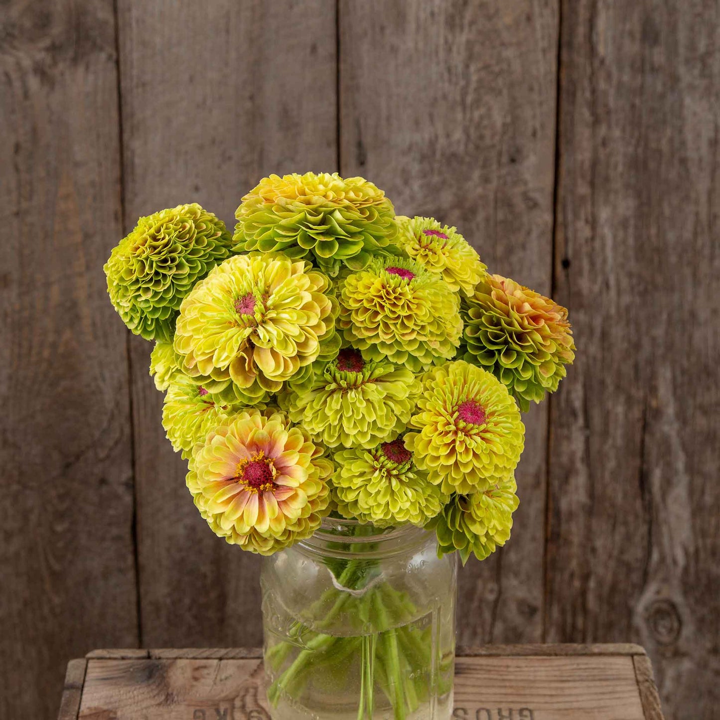 zinnia organic queeny lime red