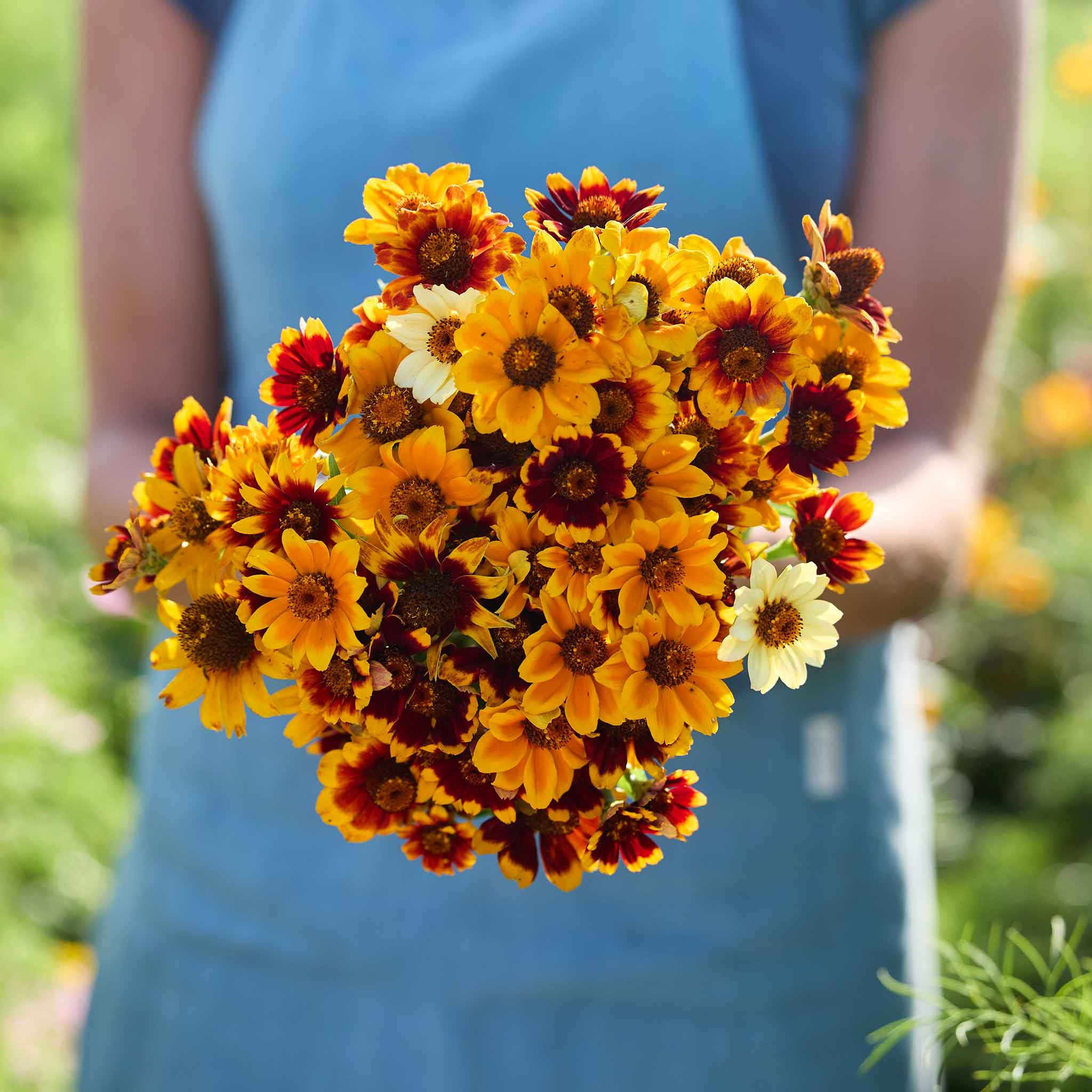 MBハイエンド マスク&グラスコード PERLINGER オレンジ MB Bulk Mexican Zinnia Seeds - Persian Carpet | Bulk Seed Store