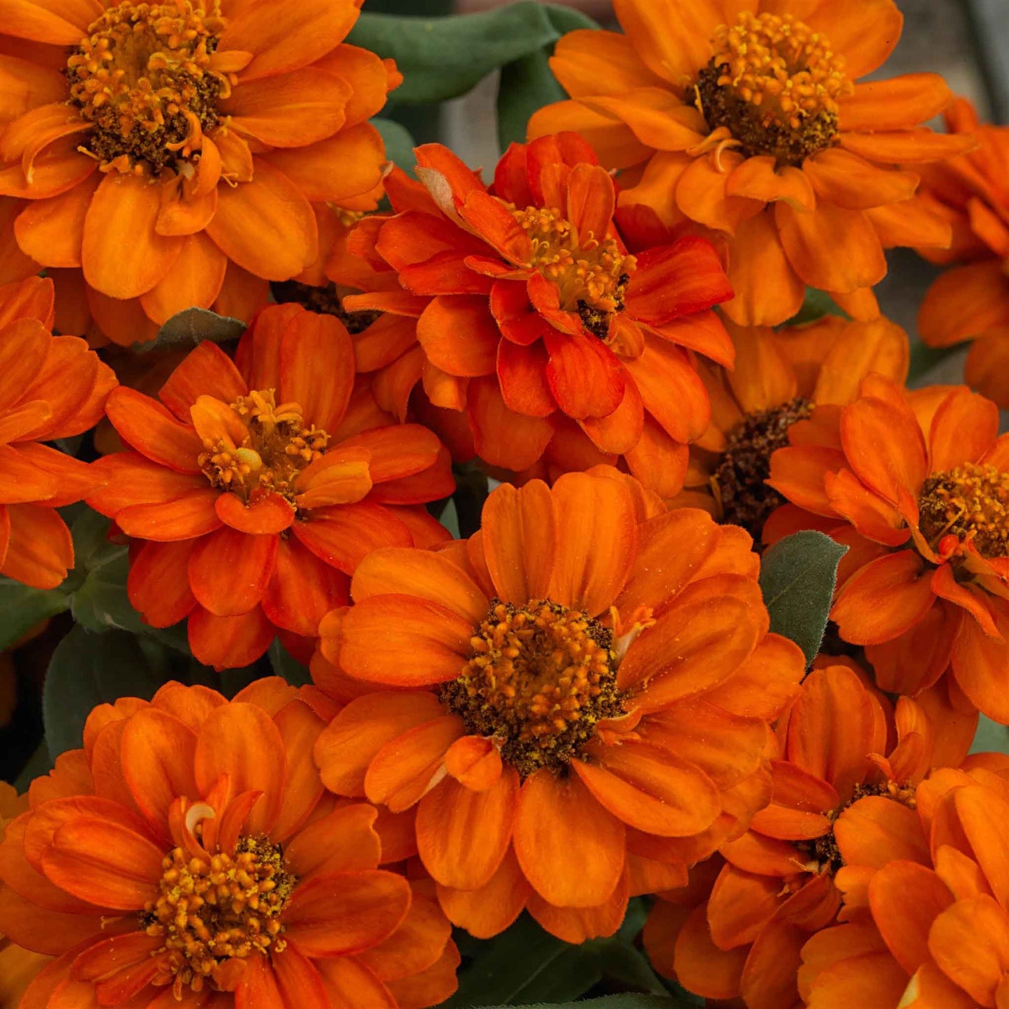 zinnia profusion double fire