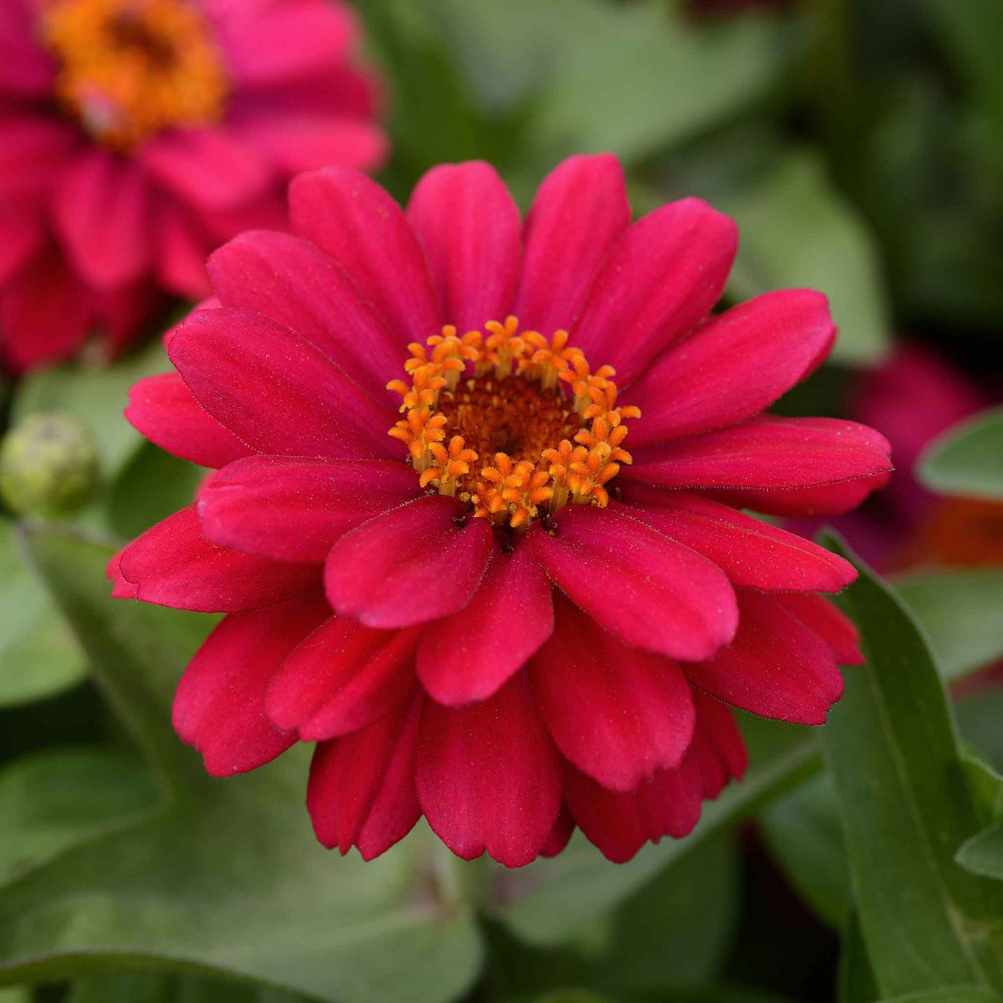 zinnia zahara double cherry