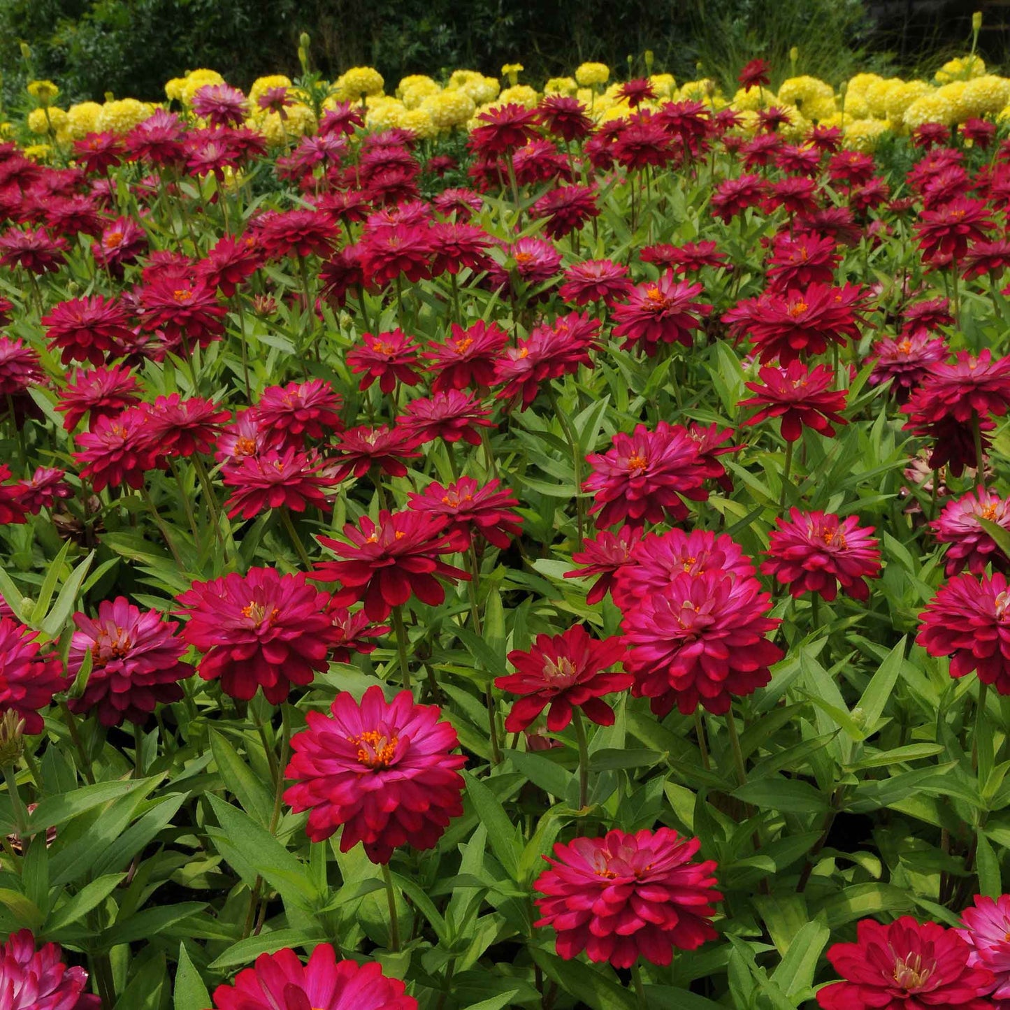 zinnia zahara double cherry
