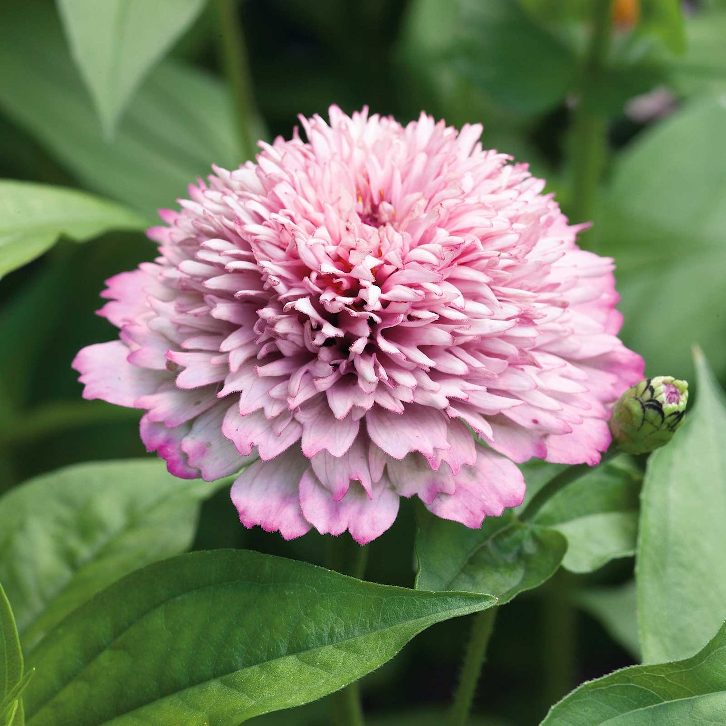 zinnia zinderella lilac