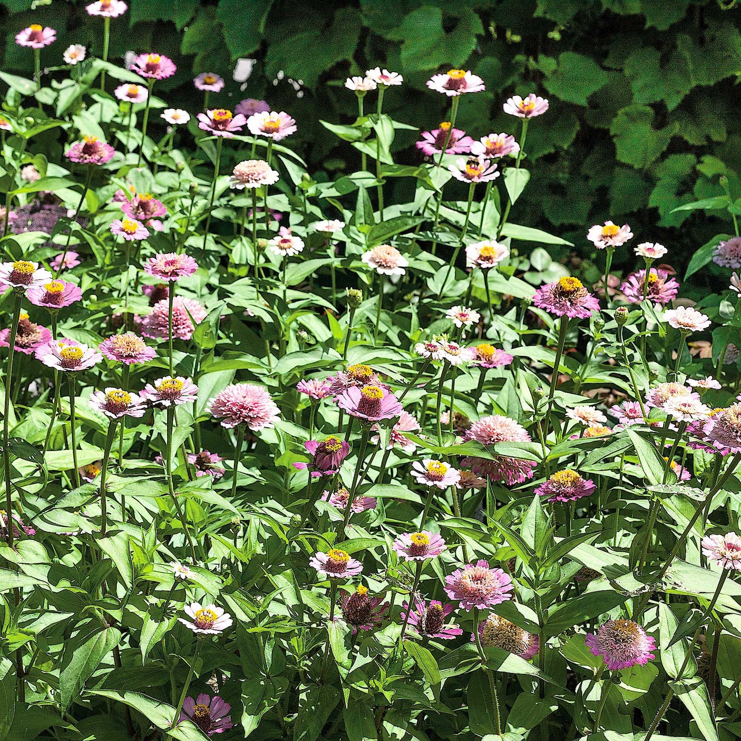 zinnia zinderella lilac