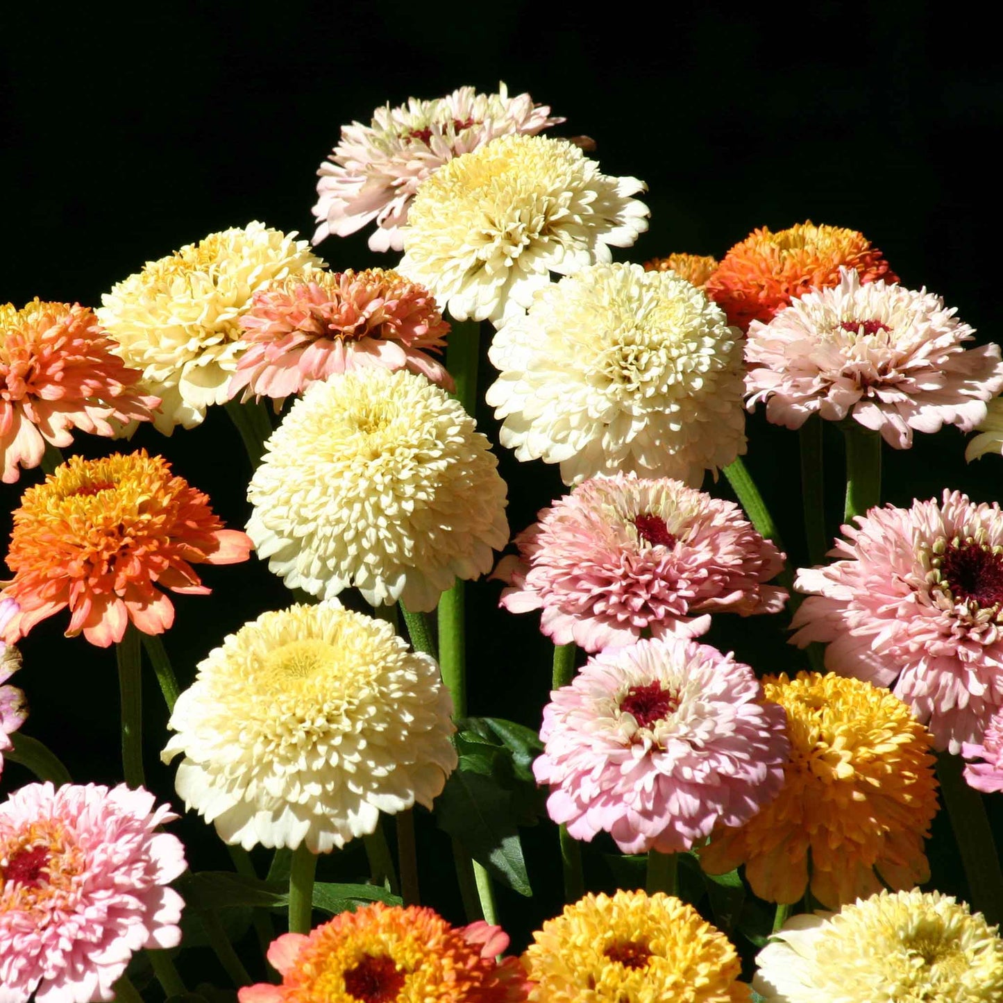 zinnia zinderella pastels