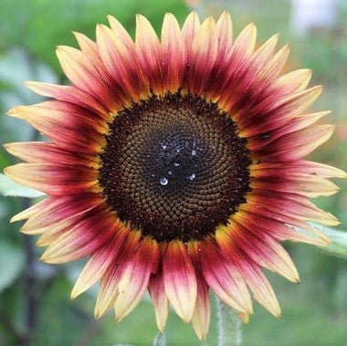 indian blanket sunflower