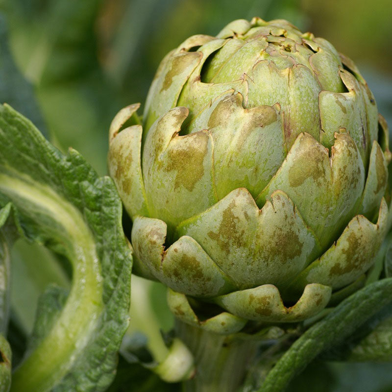 Green Globe Artichoke