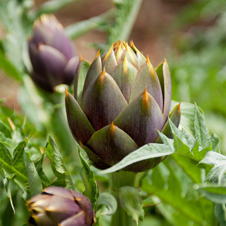 Violet Artichoke