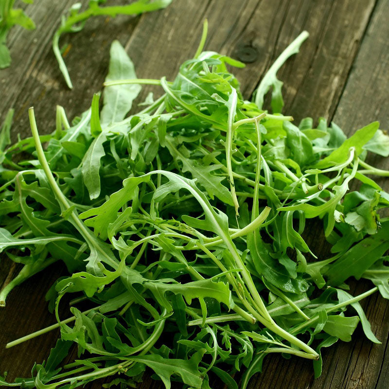 Wild Rocket Arugula